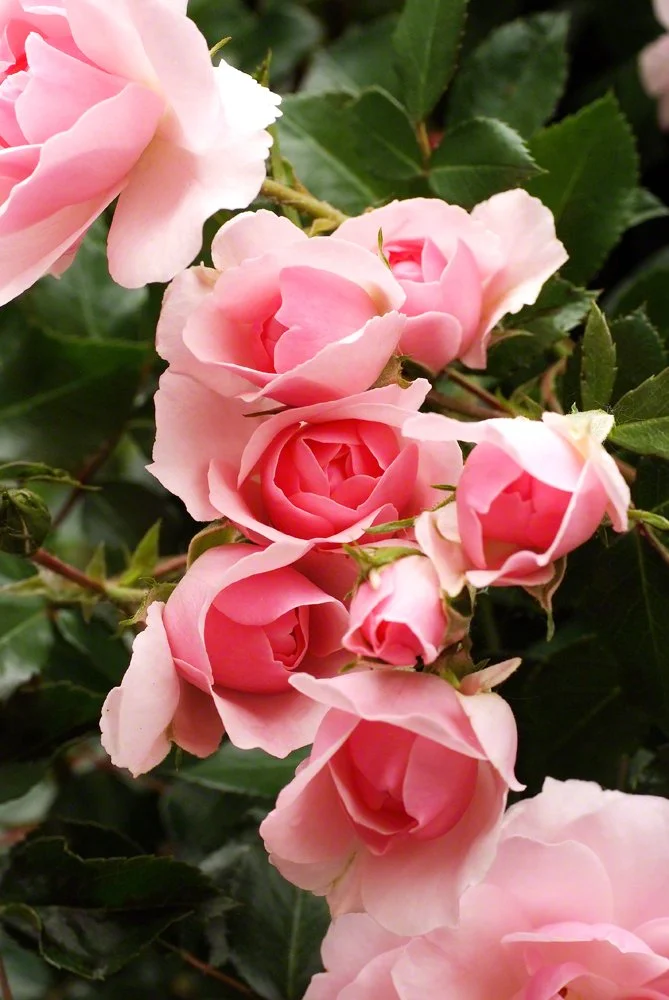 Grandmas Garden June 2010 075.JPG