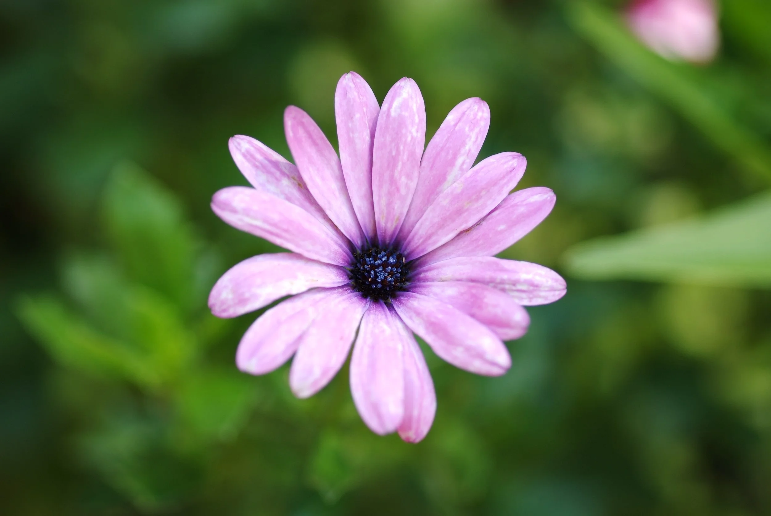 Sweetie's Garden, Aug 2011 033.JPG