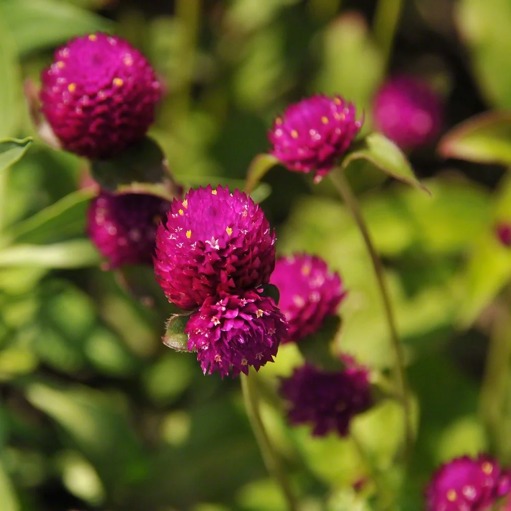 Greenfield Village, July 2009 493.JPG