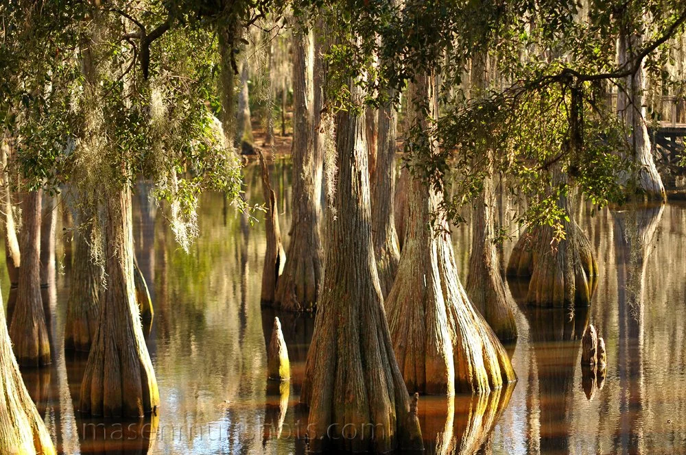 Junior Museum FL 2009 088 copy.jpg