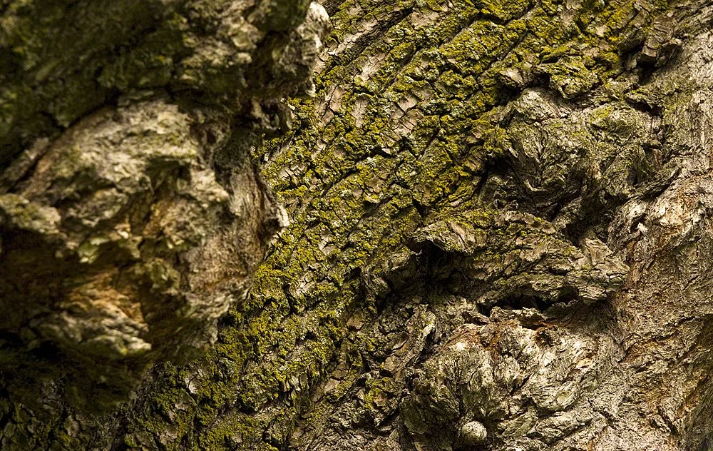 texture, 2010 024.jpg