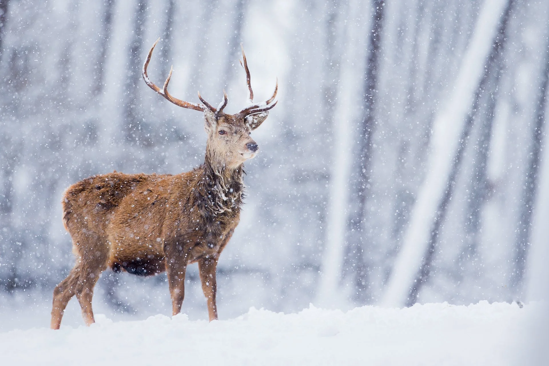 Red_Deer-3.jpg