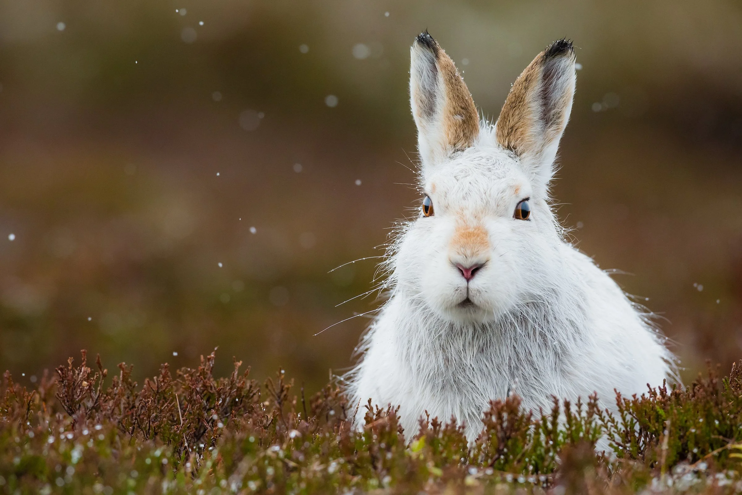 Mountain_Hares_Scotland-202-4.jpg