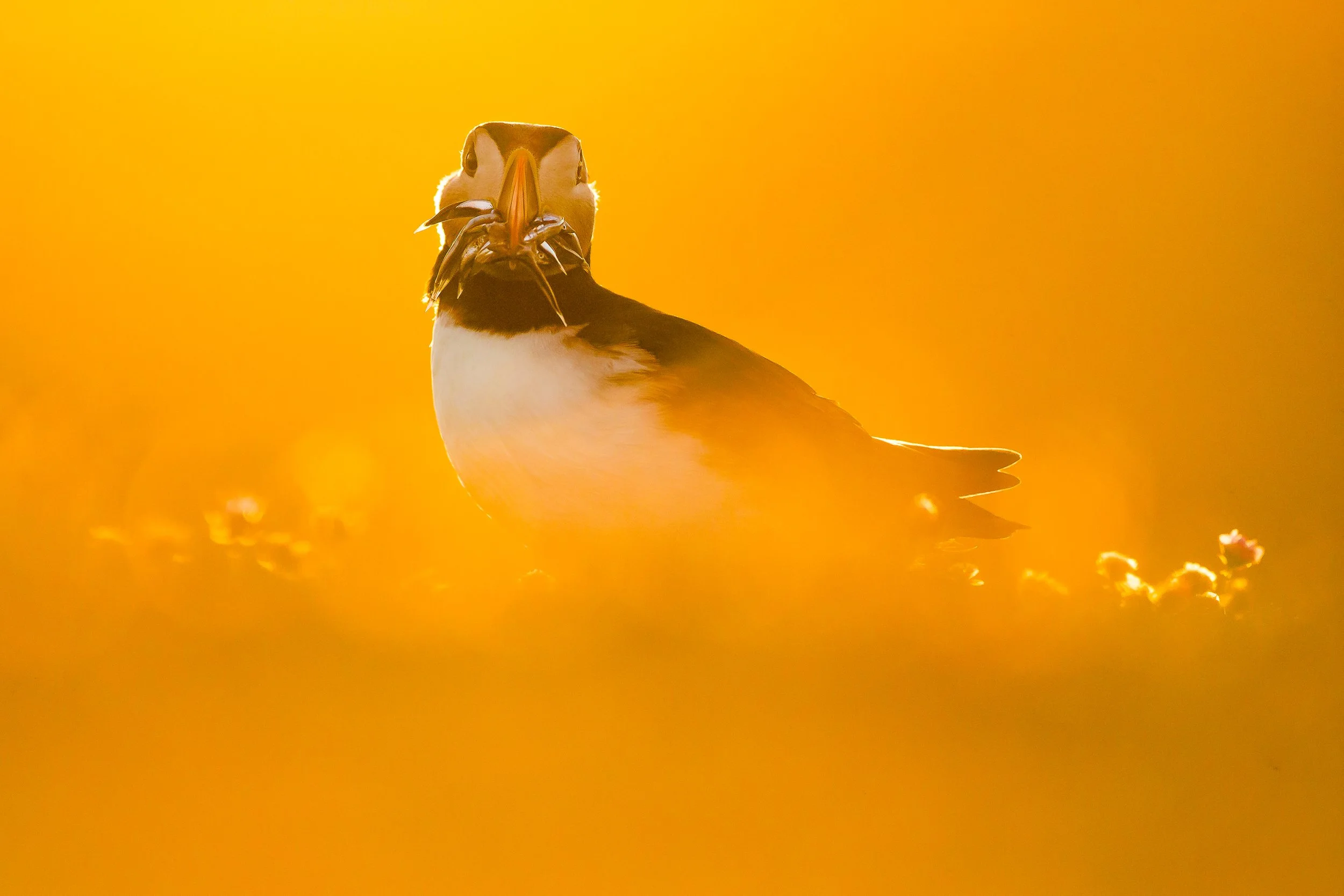 Puffins Life On The Atlantic Edge-9.jpg
