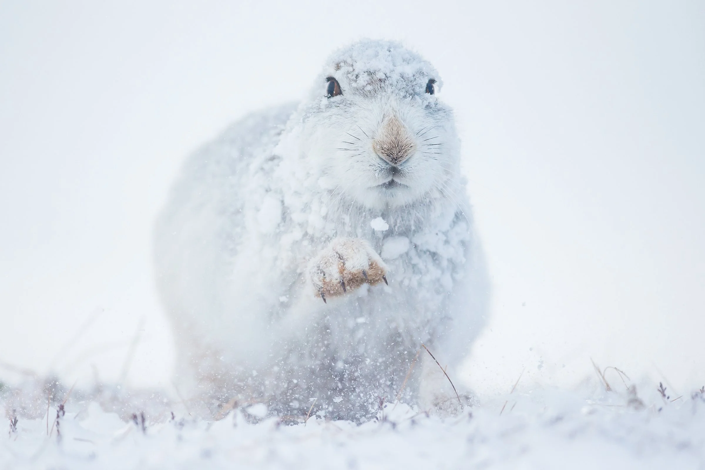 Mountain Hares-31-5.jpg