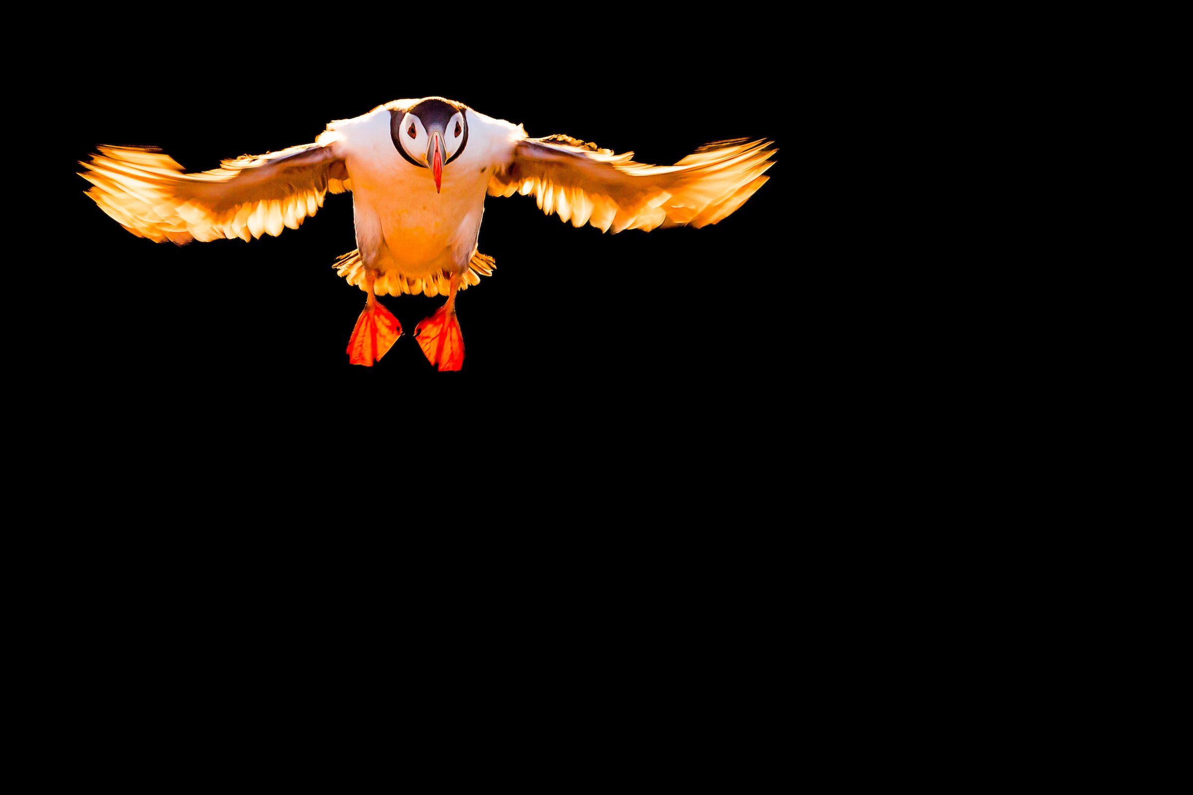 Puffins Life On The Atlantic Edge-84-3.jpg