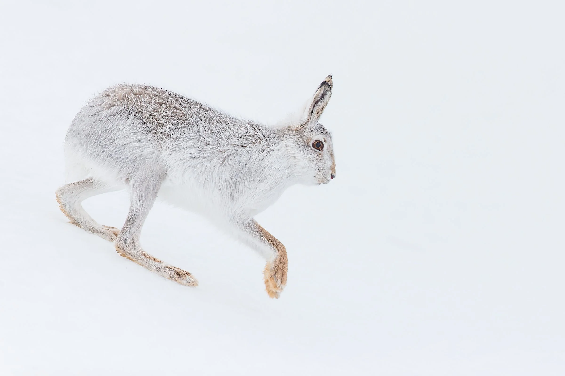 Mountain Hare-15.jpg