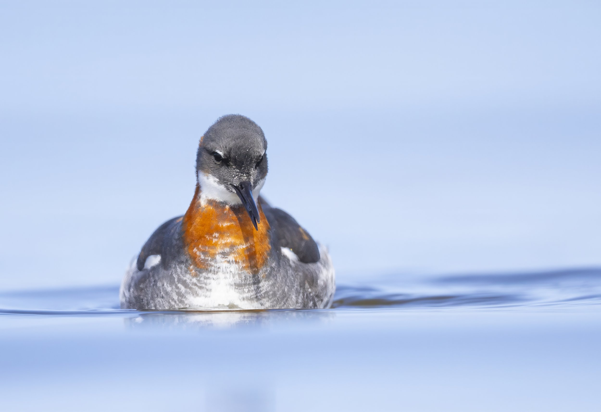 phalarope.jpg