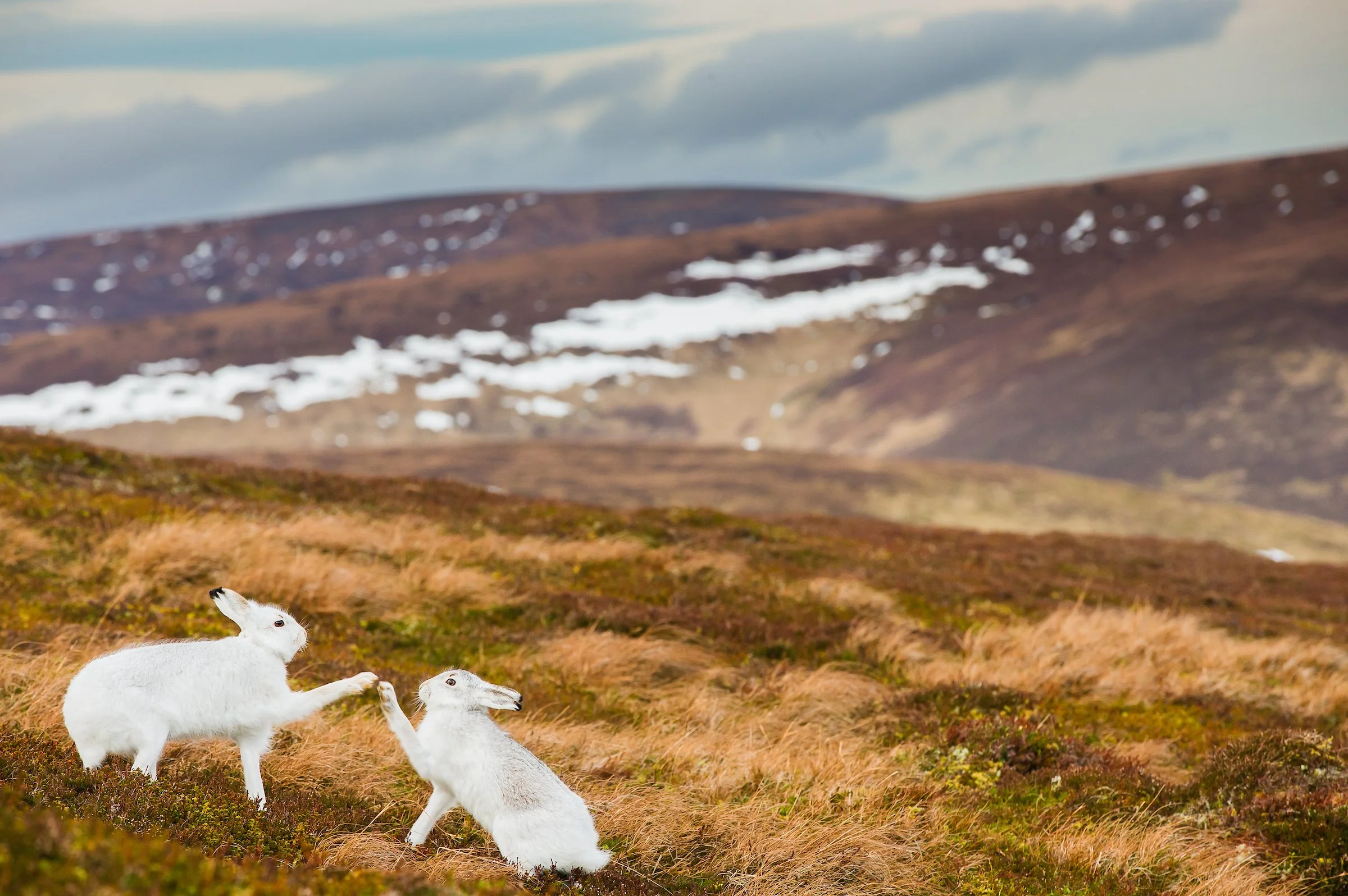 Mountain Hares-41.jpg