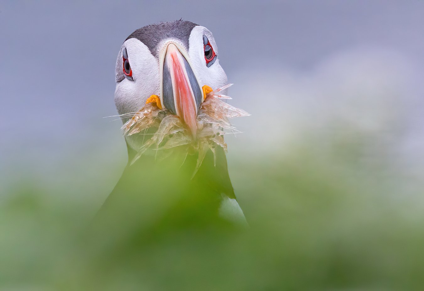 Puffin-Shrimps.jpg
