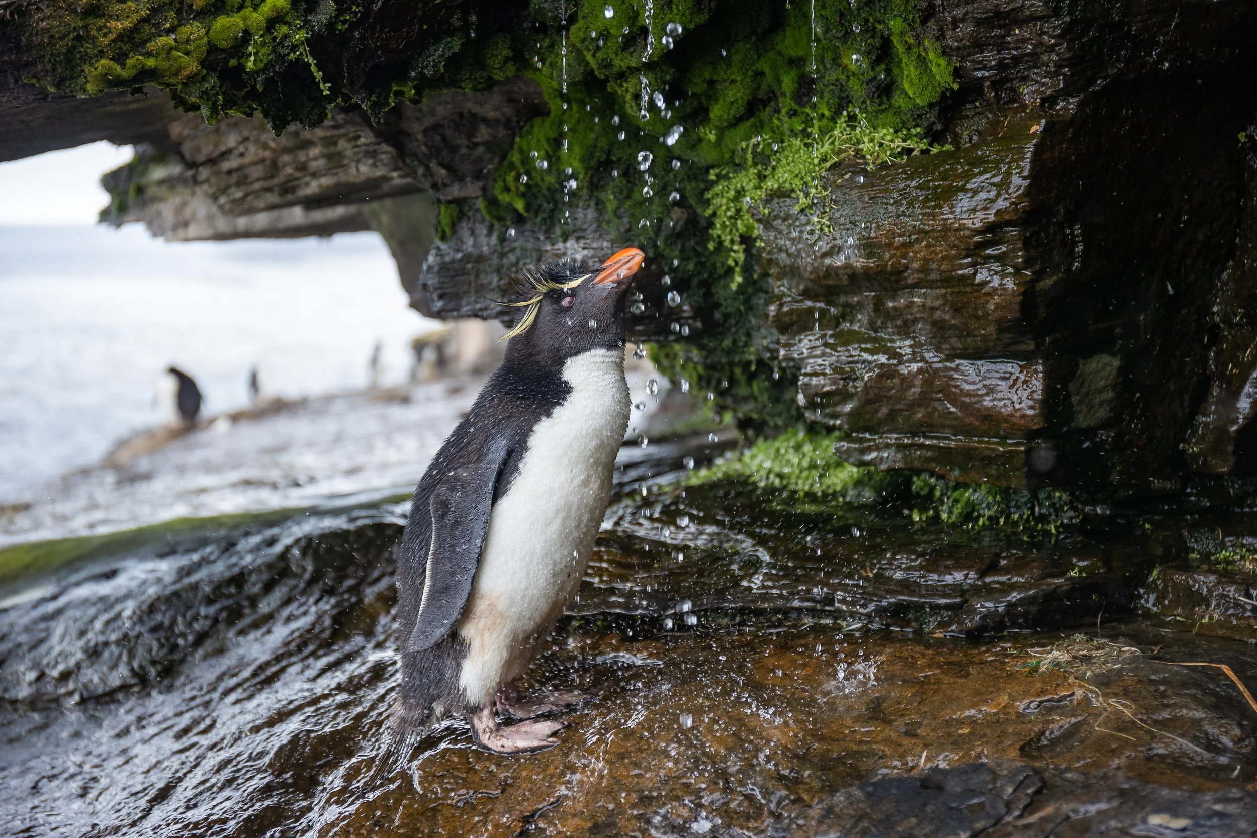 Falklands-HIGHRESF-6146-2.jpg