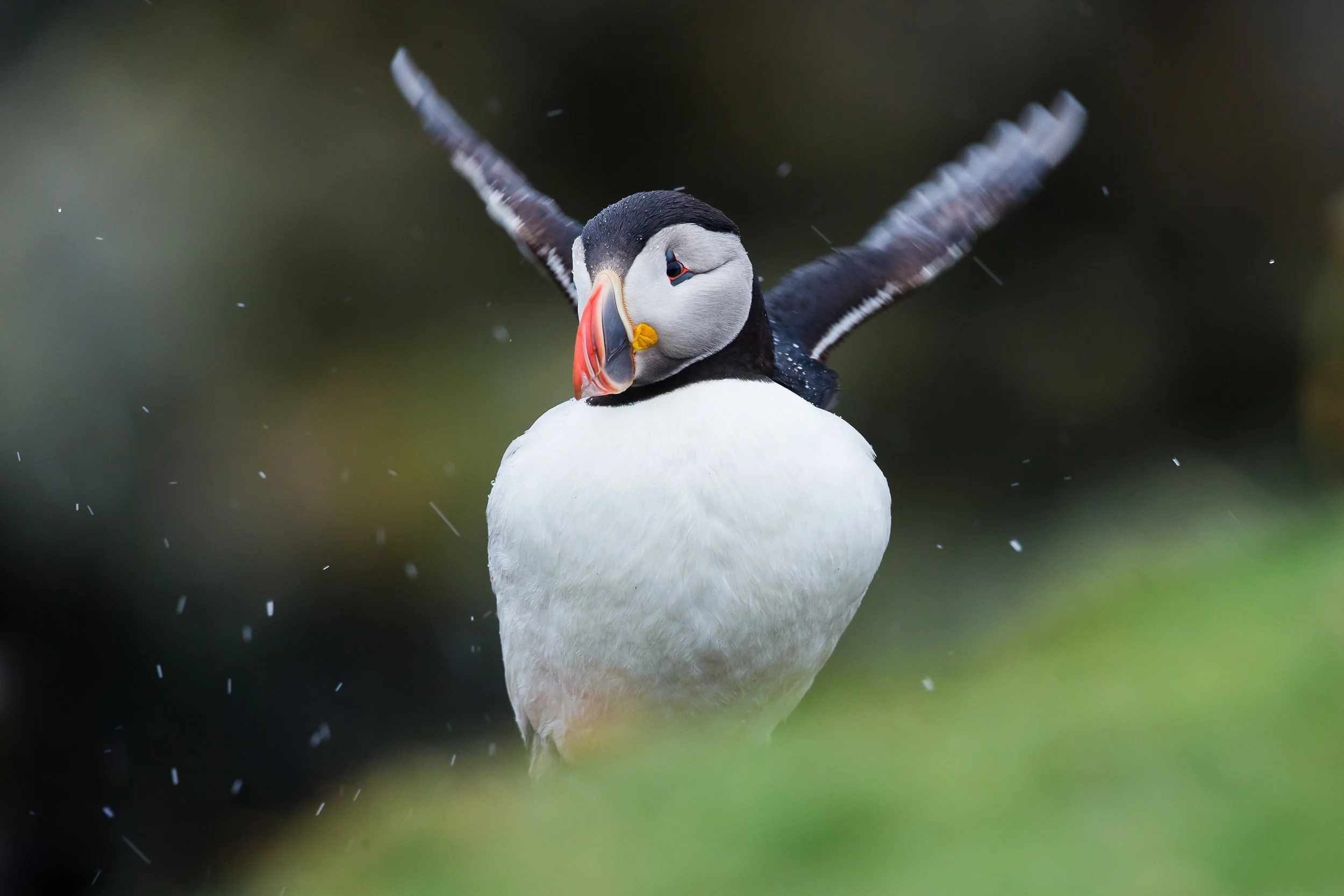 Puffins Life On The Atlantic Edge-38.jpg