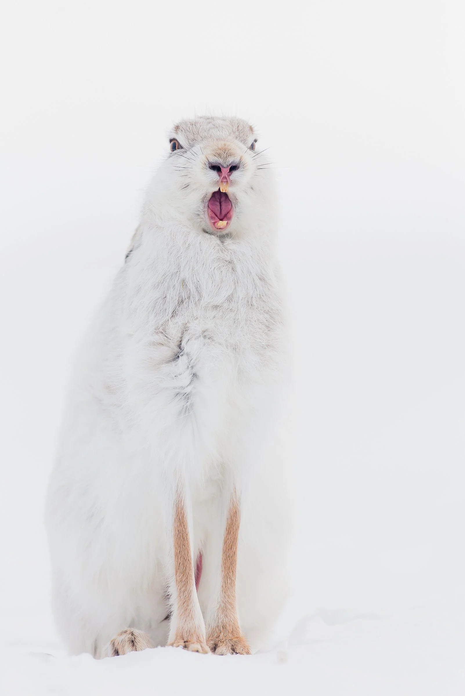 Mountain Hare-9.jpg