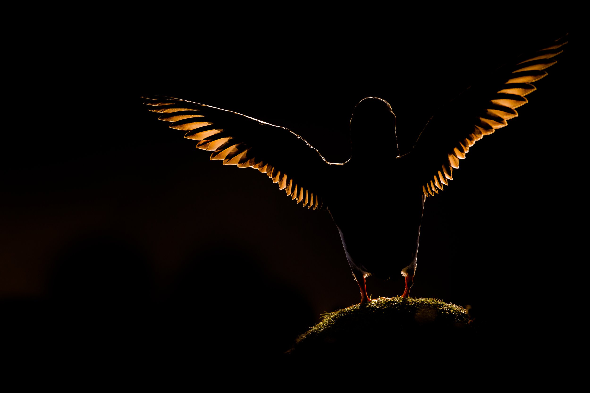 Puffins Life On The Atlantic Edge-23.jpg