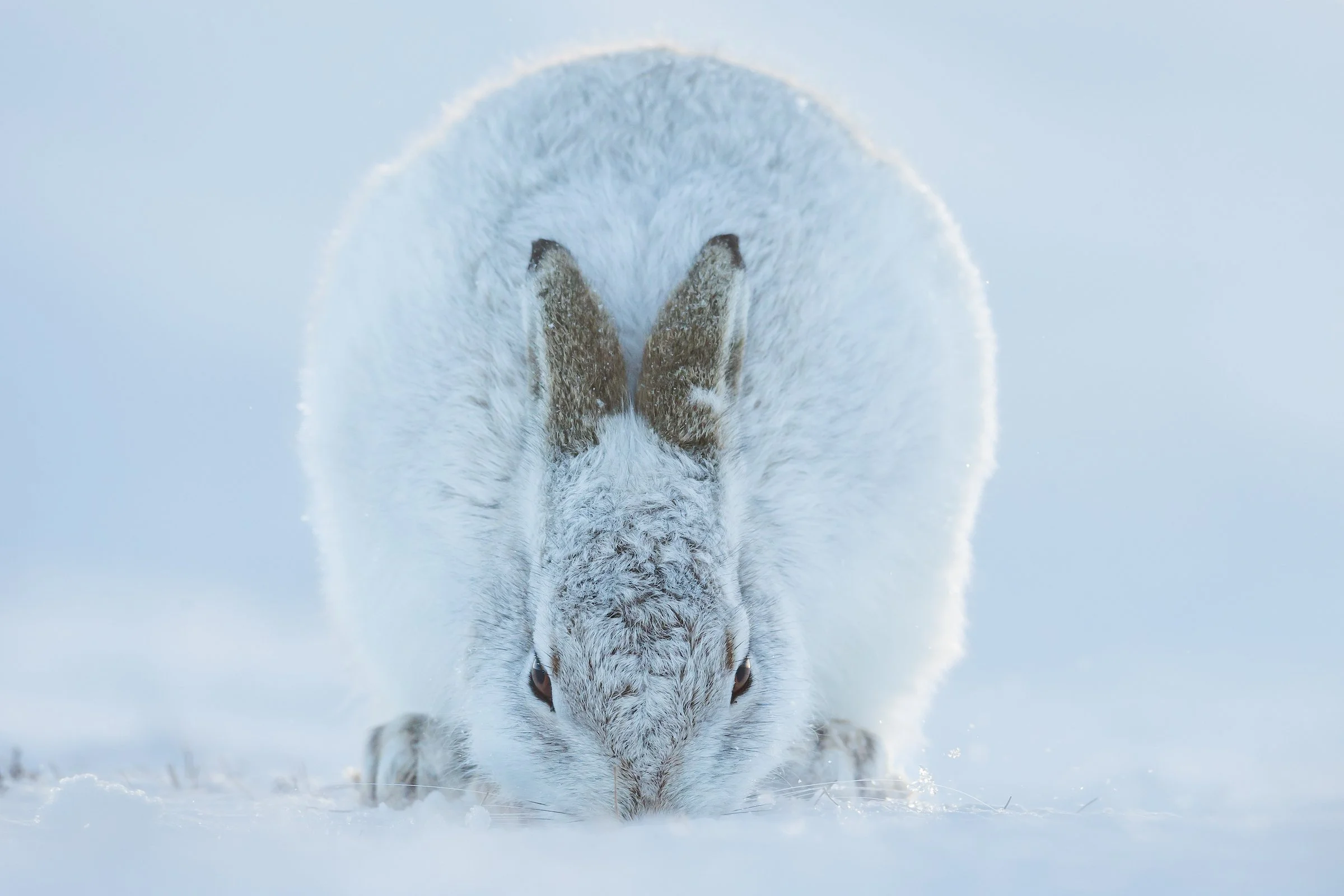 Mountain_Hares (202 of 1)-3.jpg