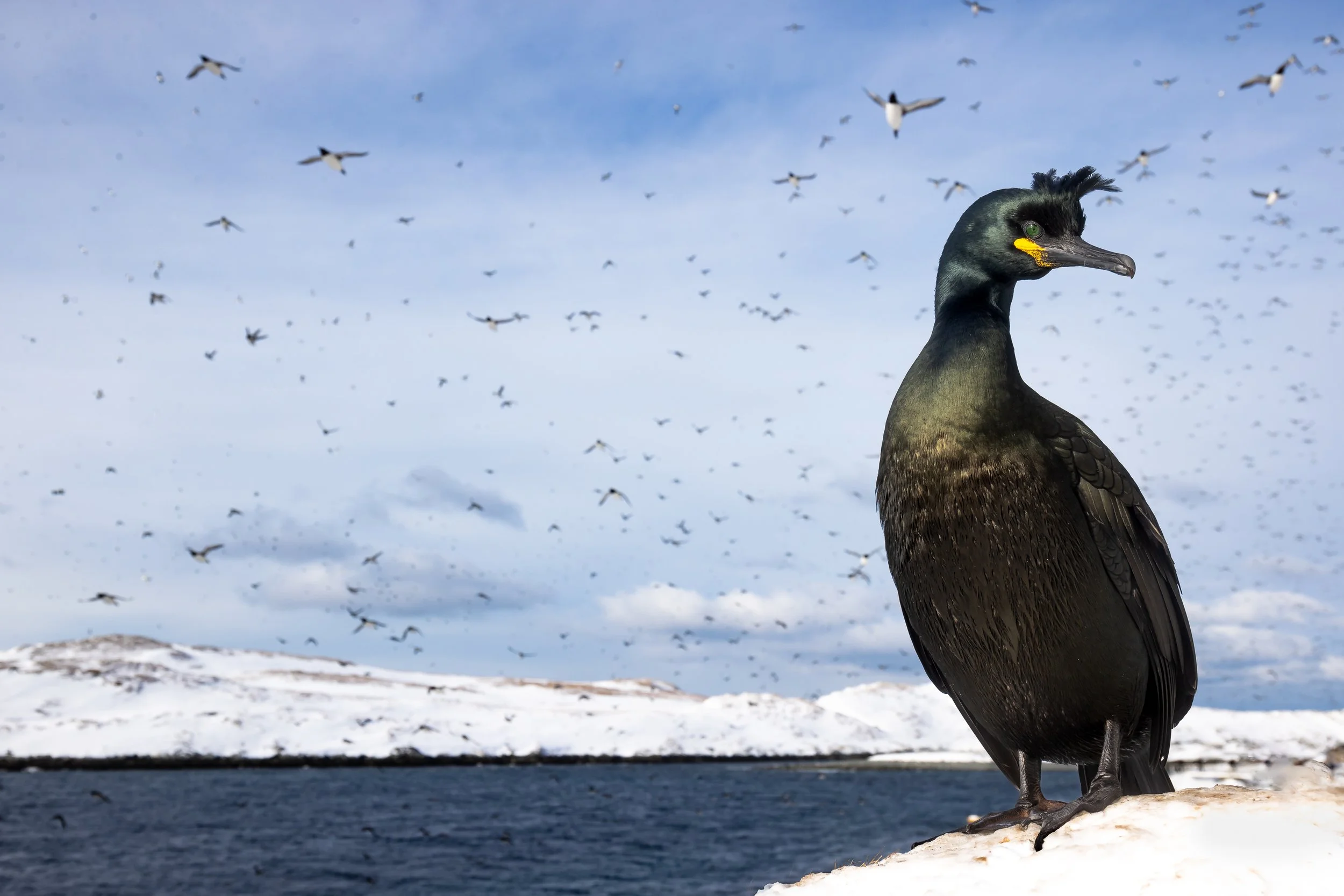 Arctic_Norway-6085.jpg
