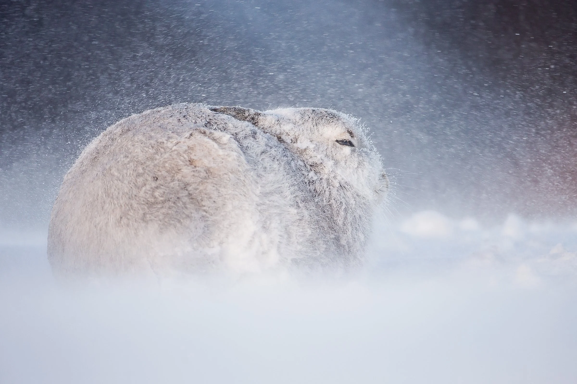 Mountain Hare-5.jpg