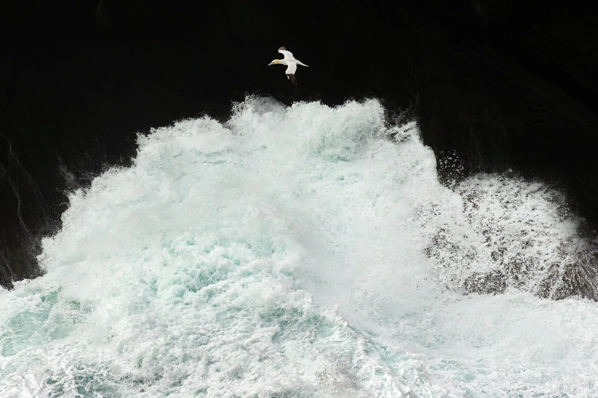 Gannet-3.jpg