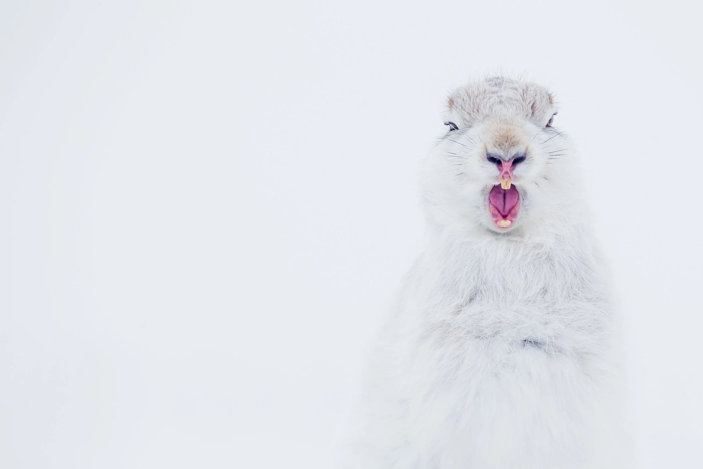 Mountain_Hare_Scotland-478-2.jpg