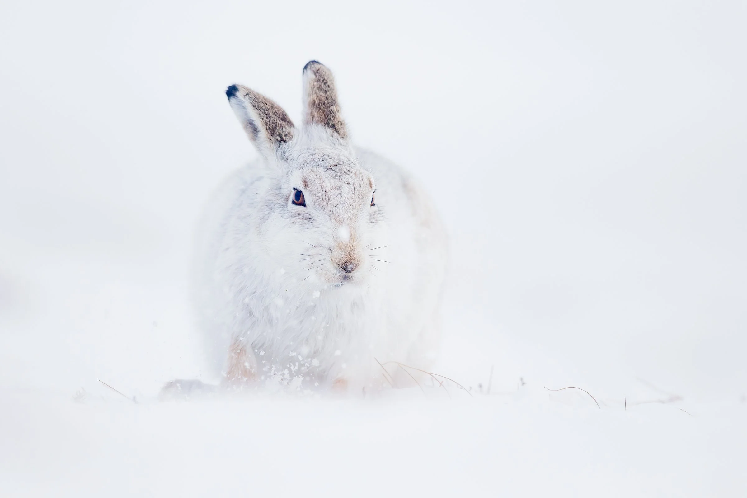 Mountain_Hares_Scotland-249-3.jpg