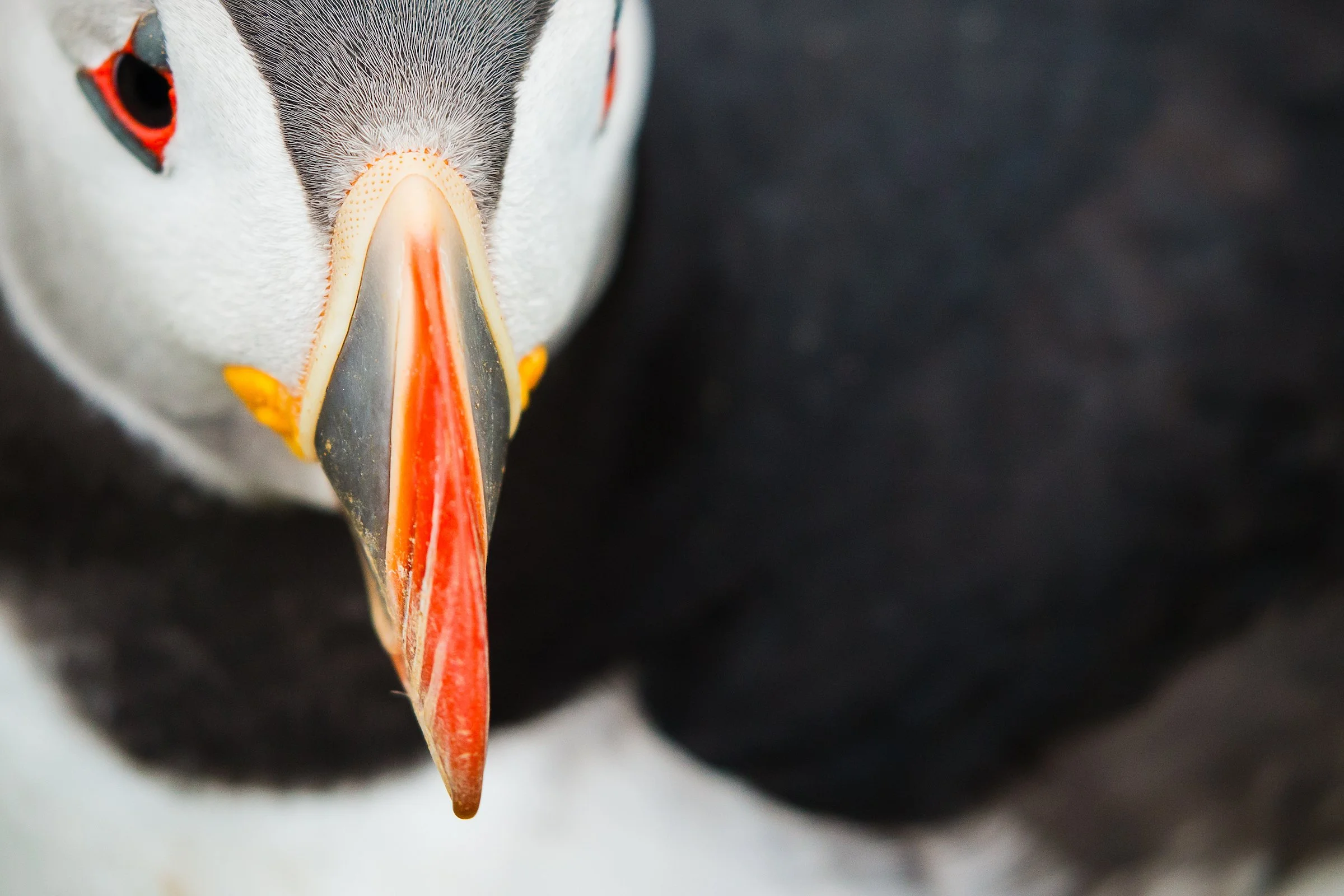 Puffins Life On The Atlantic Edge-77.jpg