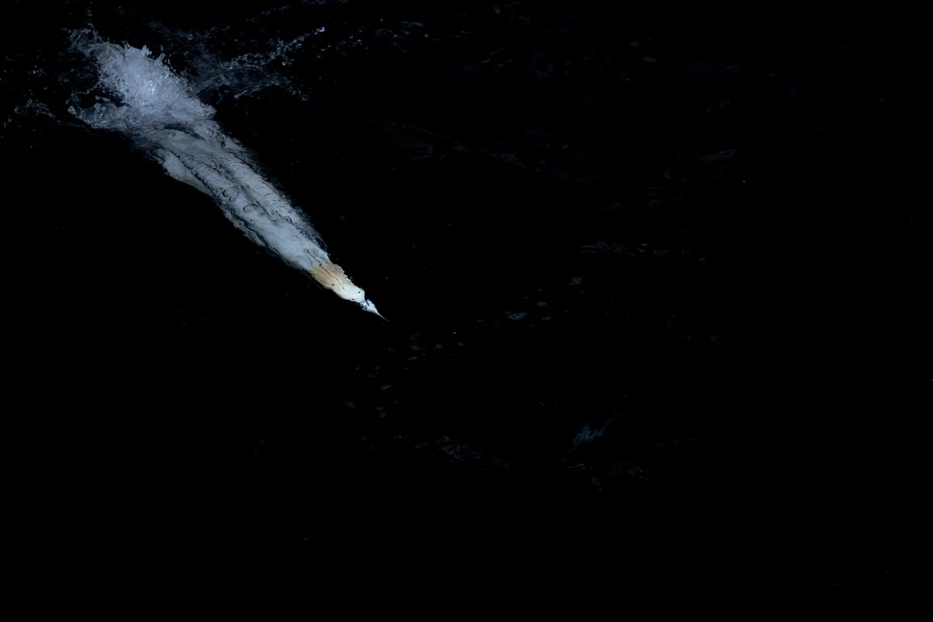 Gannet-5.jpg