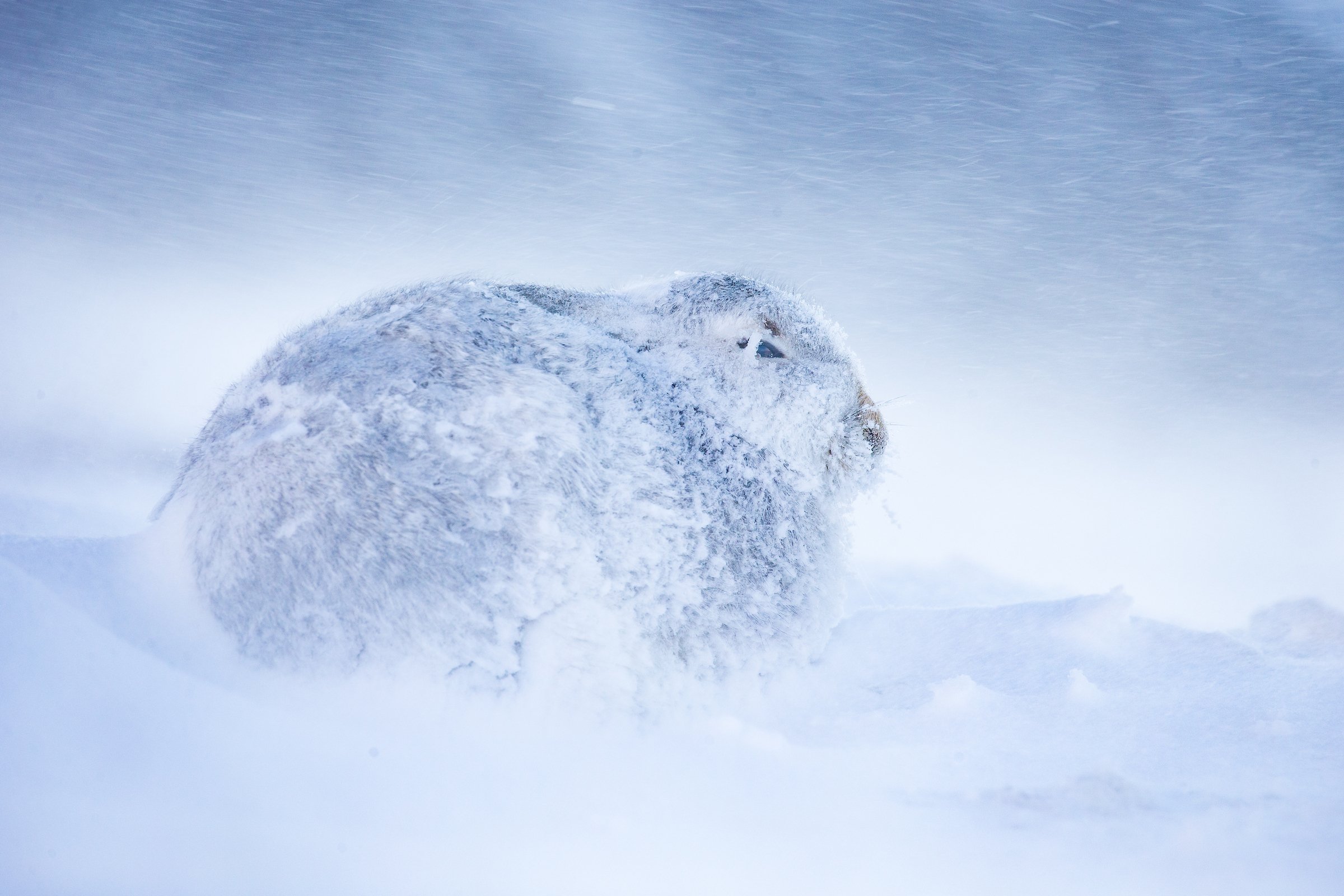 Mountain_Hare-82-3.jpg