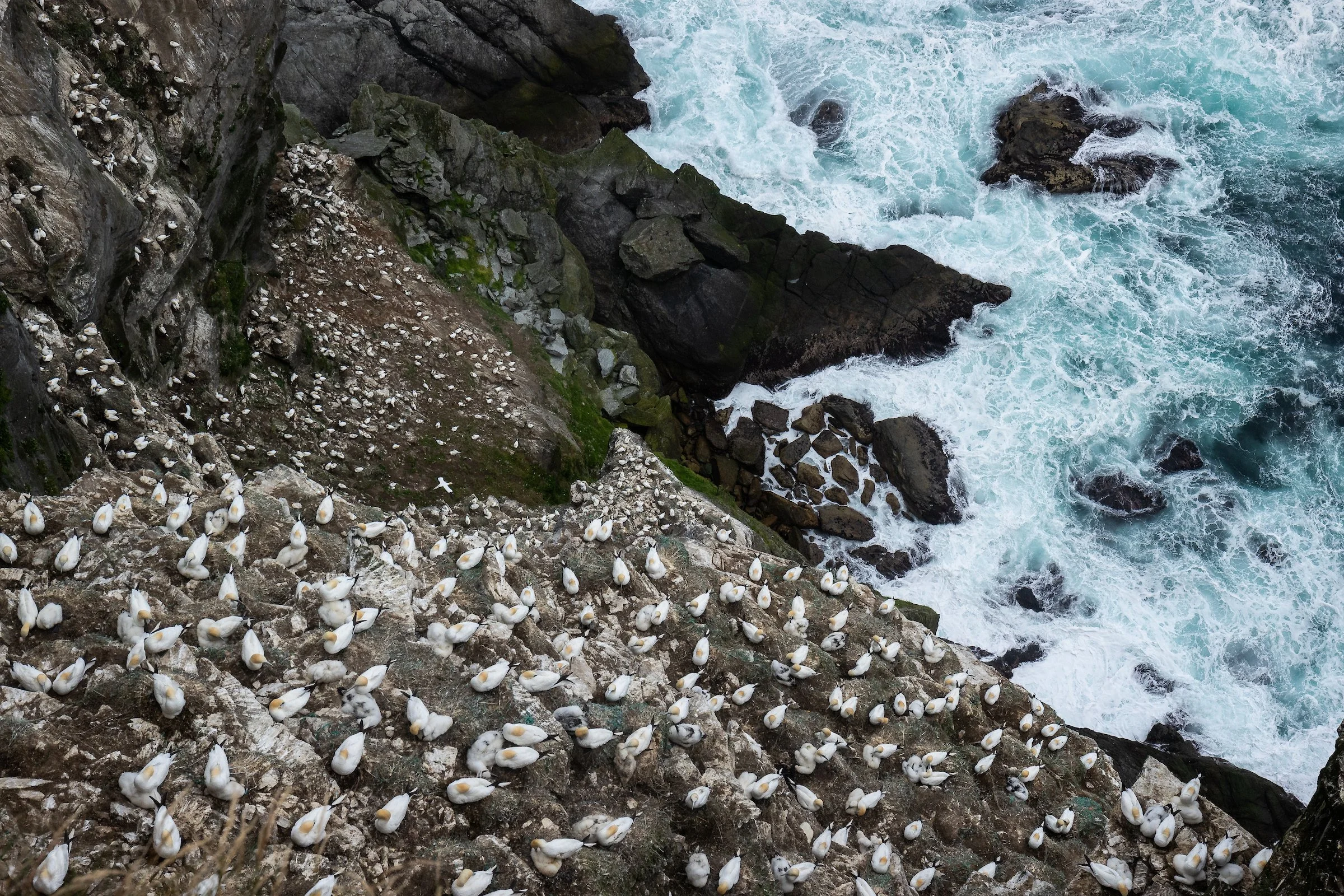 Northern Gannet - Shetland17.jpg