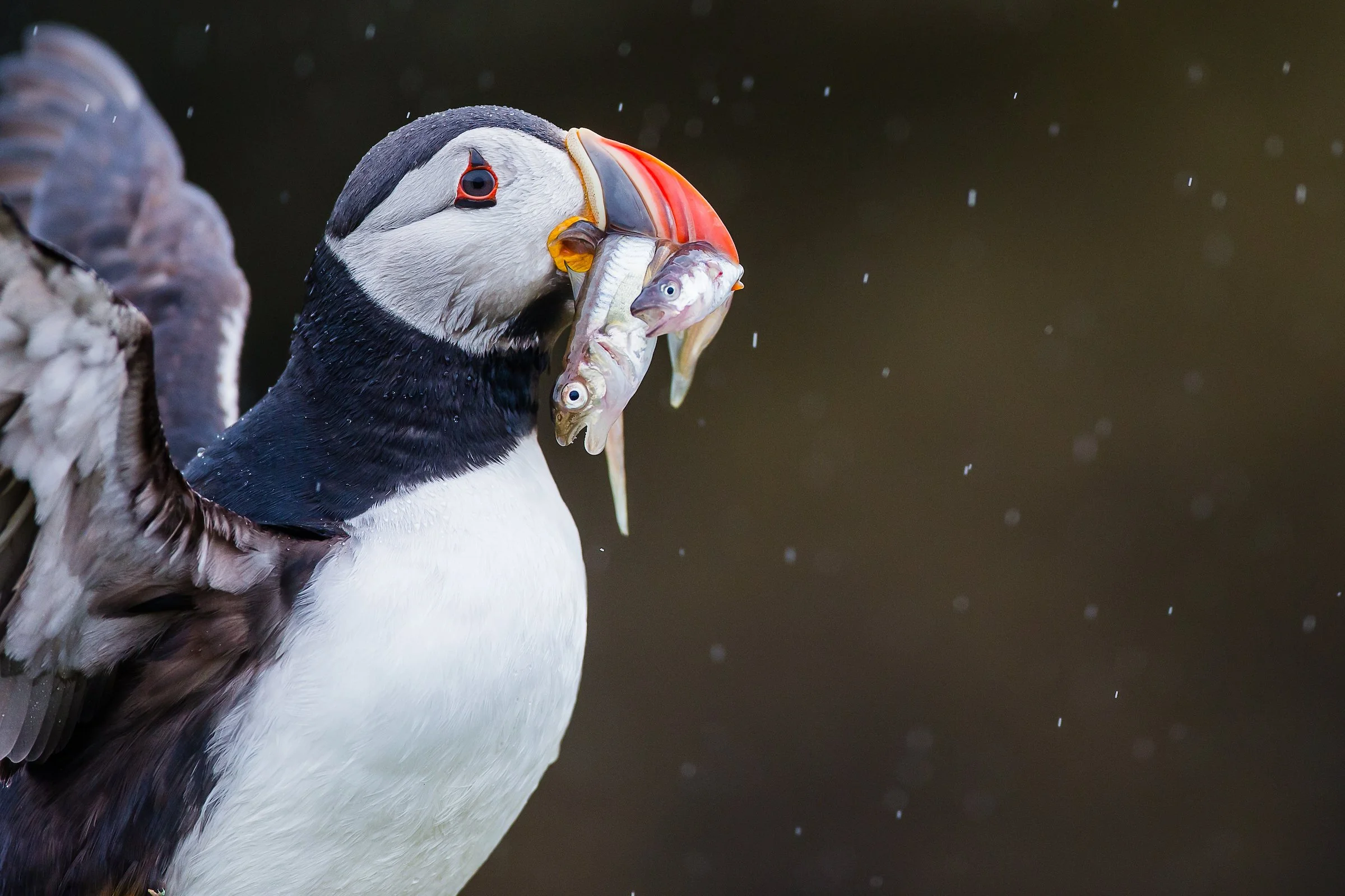 Puffins Life On The Atlantic Edge-3-3.jpg