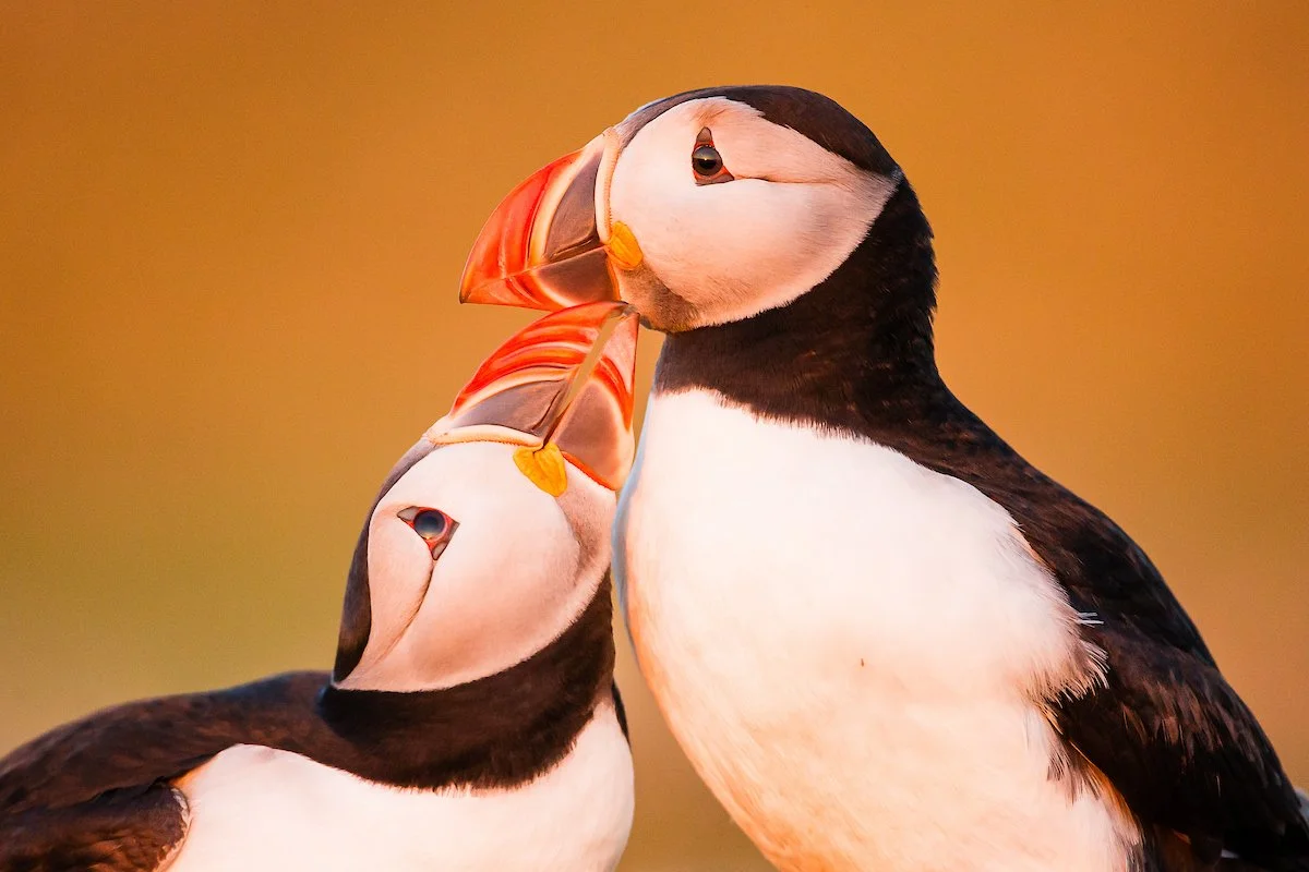 Puffins Life On The Atlantic Edge-47-3.jpg