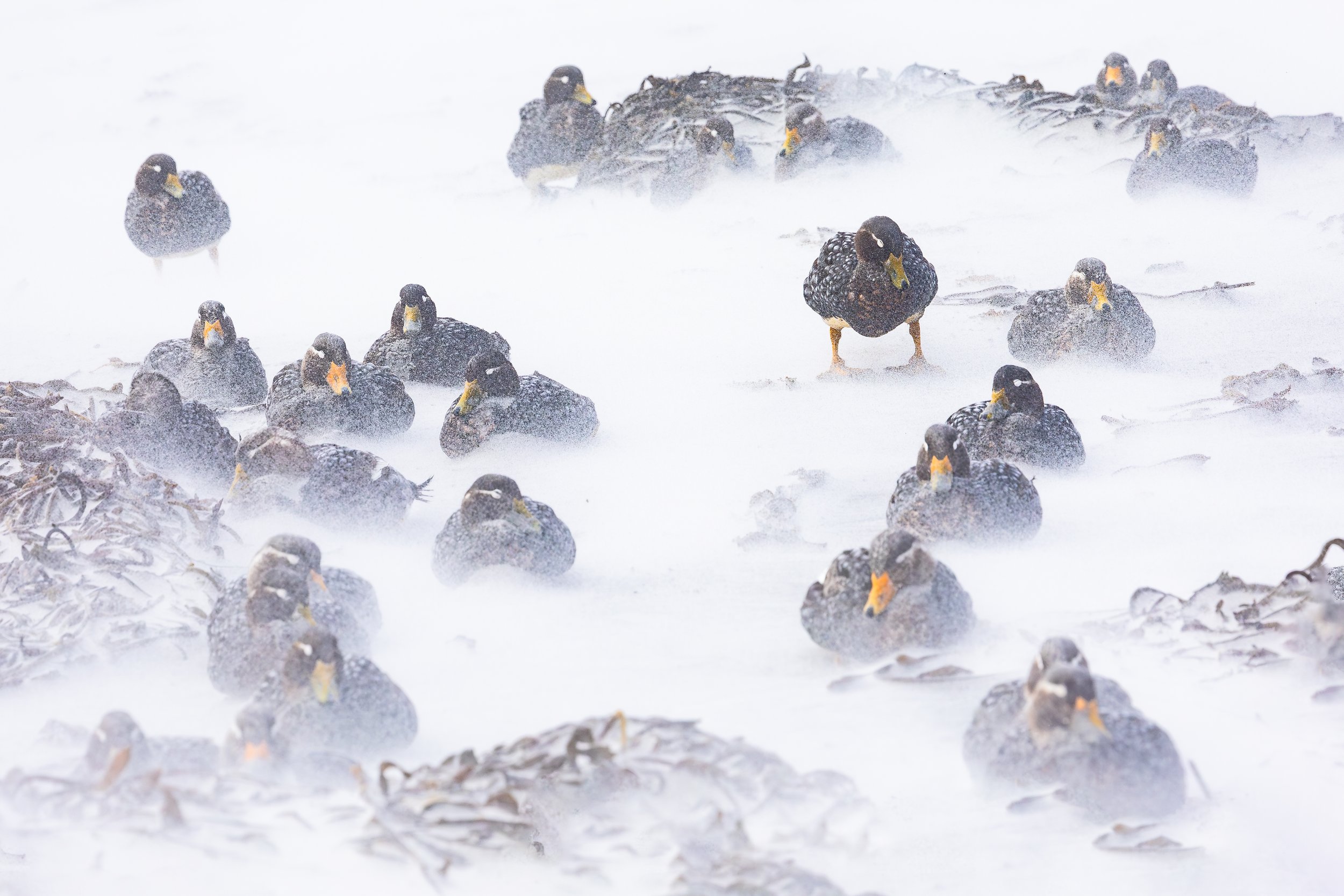 Falklands_HIGHRES198.jpg
