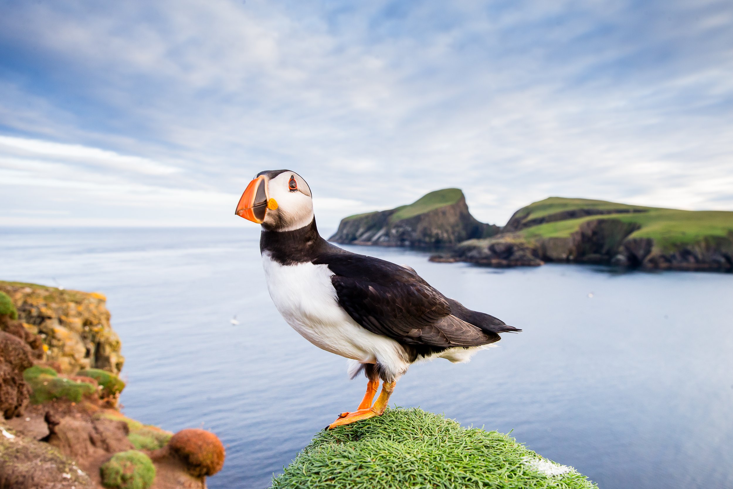 Puffins Life On The Atlantic Edge-194.jpg