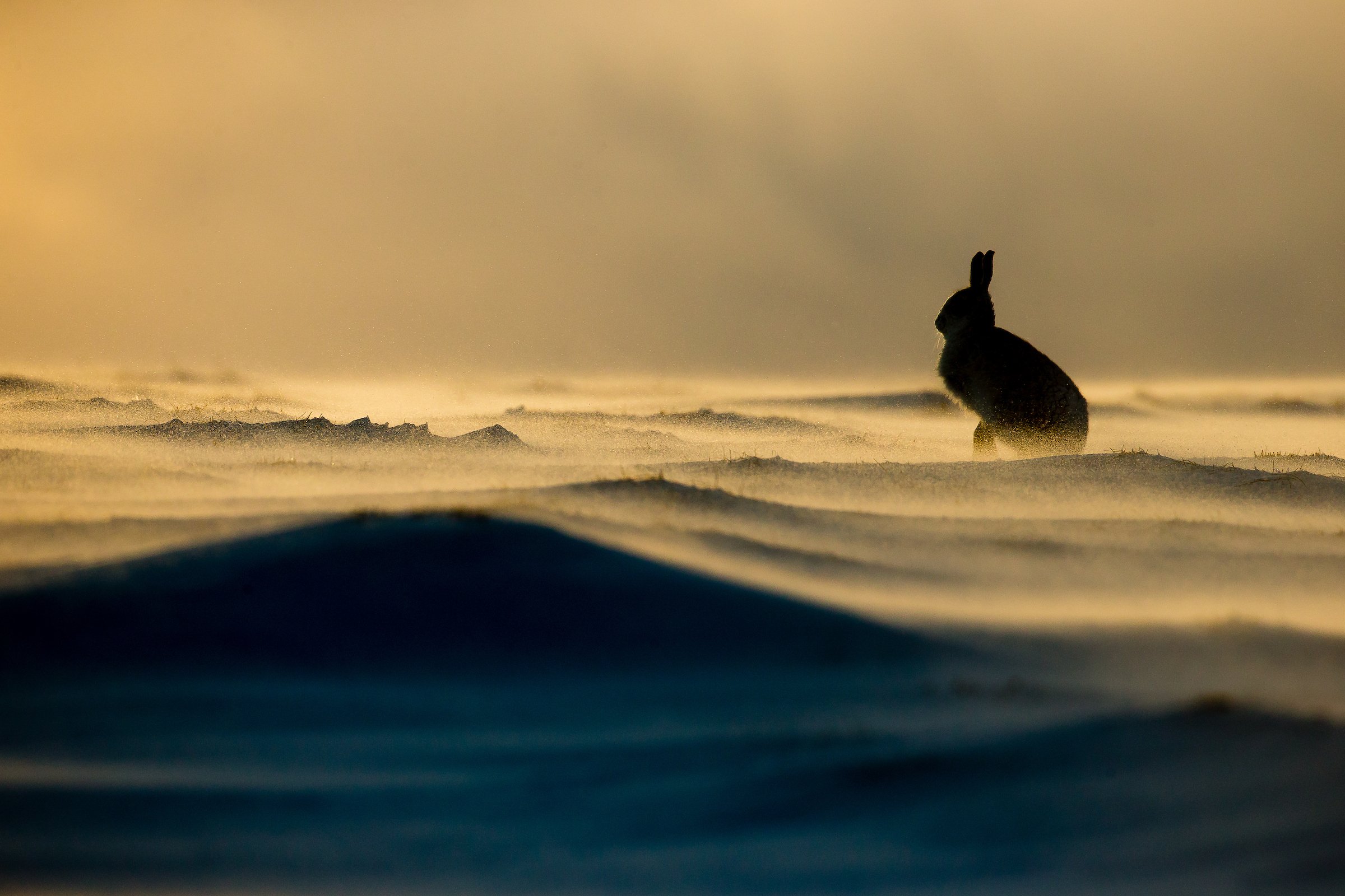 Mountain Hare-8-9.jpg