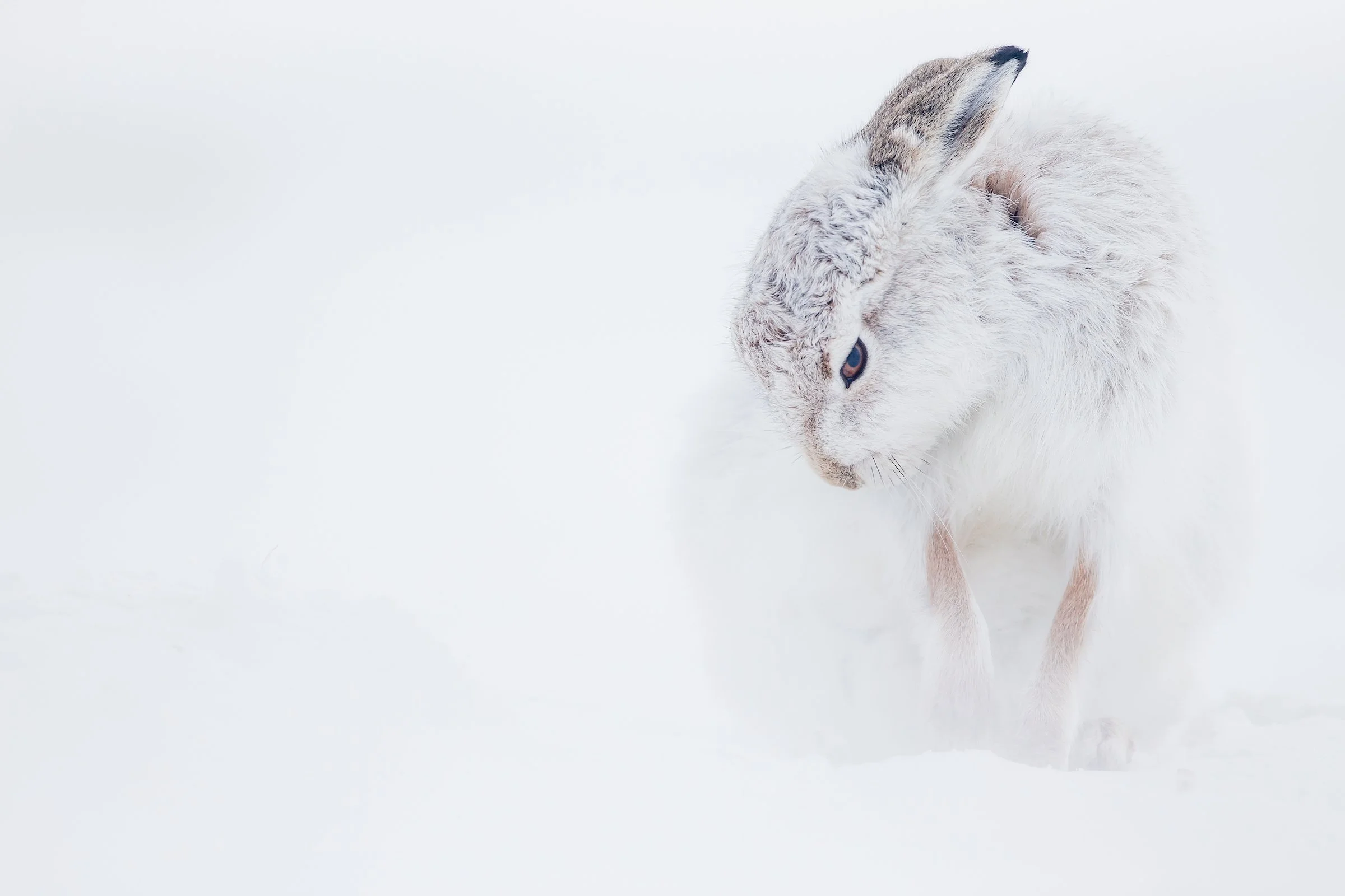 Mountain Hares-39.jpg