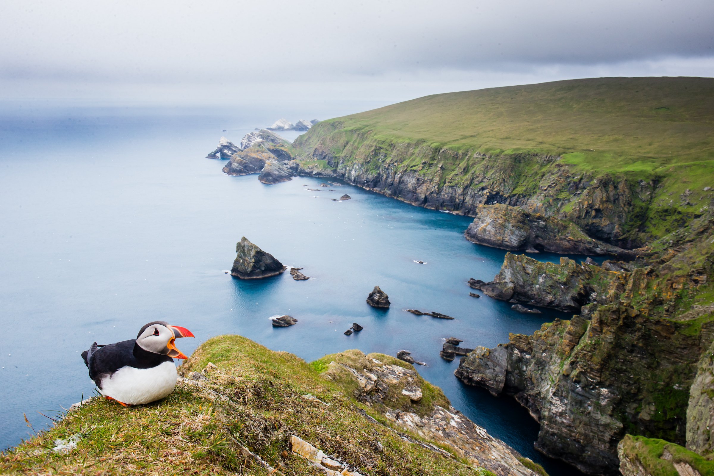 Puffins Life On The Atlantic Edge (280 of 1).jpg
