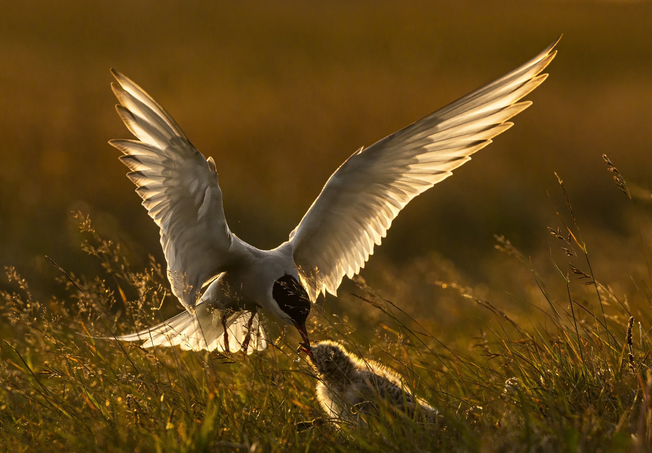 tern2.jpeg