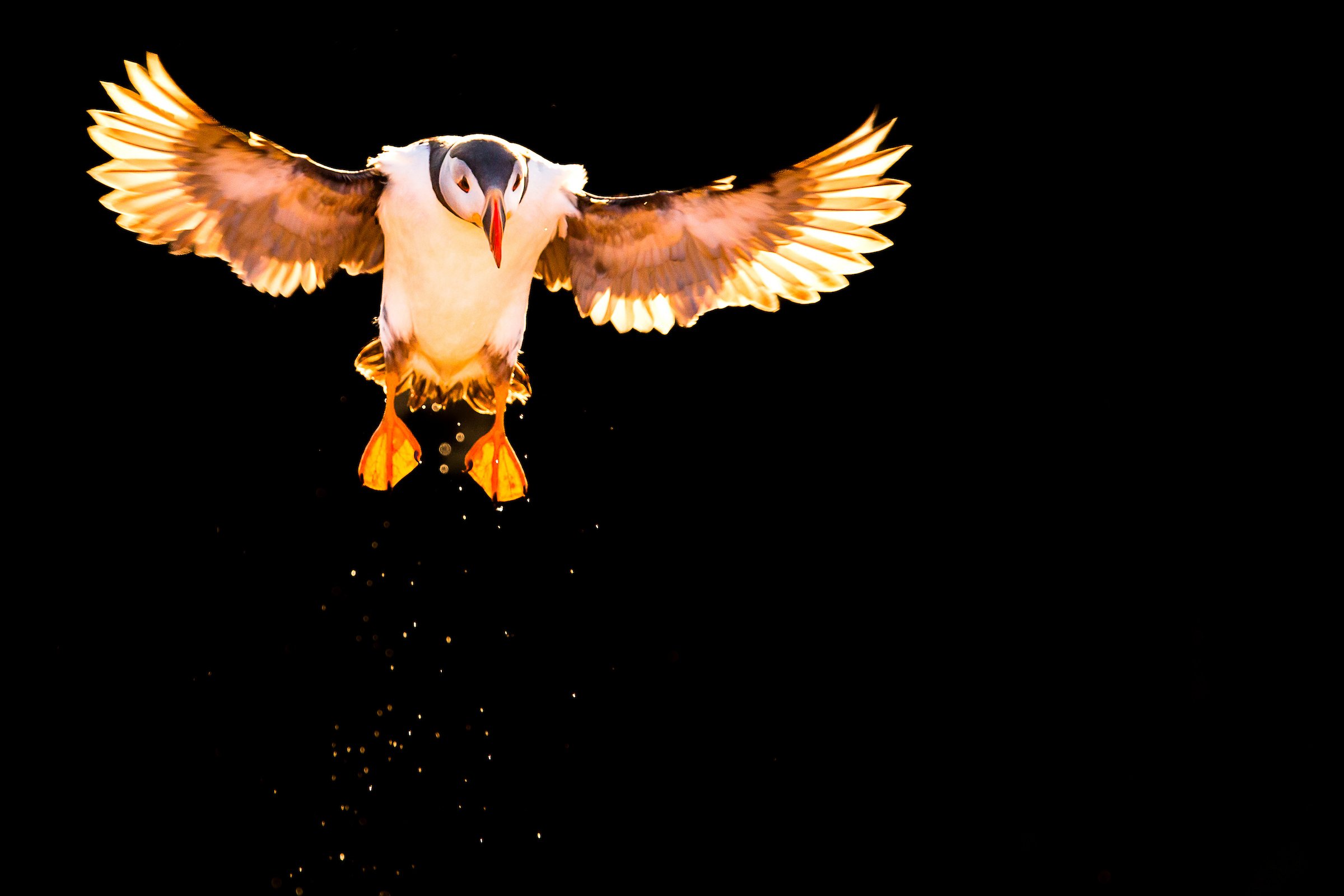 Puffins Life On The Atlantic Edge-62.jpg