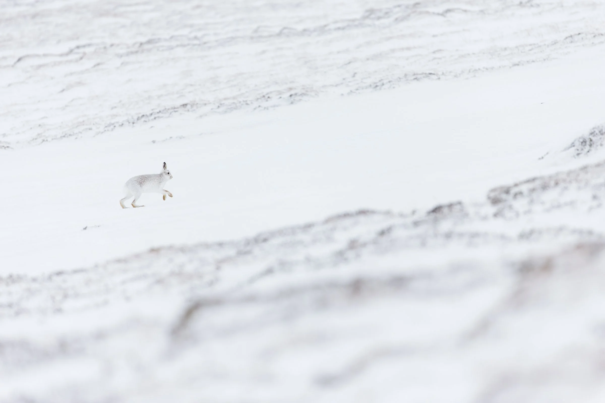 Mountain_Hare-126-4.jpg