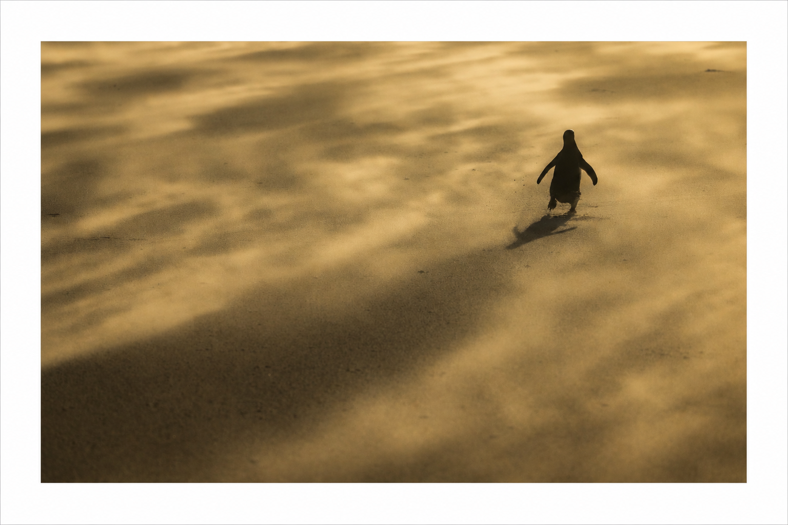 Solitary Penguin at Dusk Photo Print