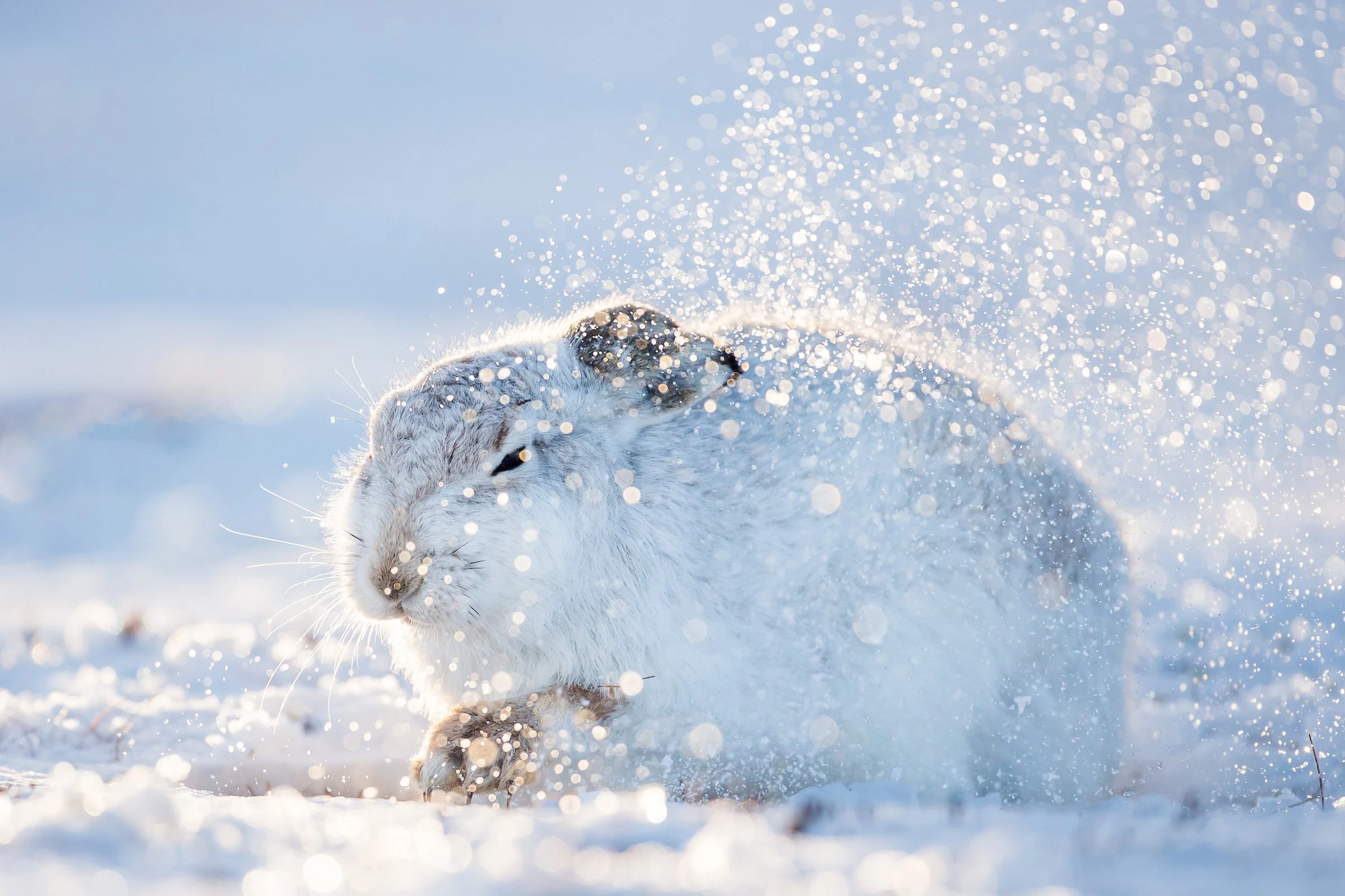 Mountain_Hares_Scotland-234.jpg