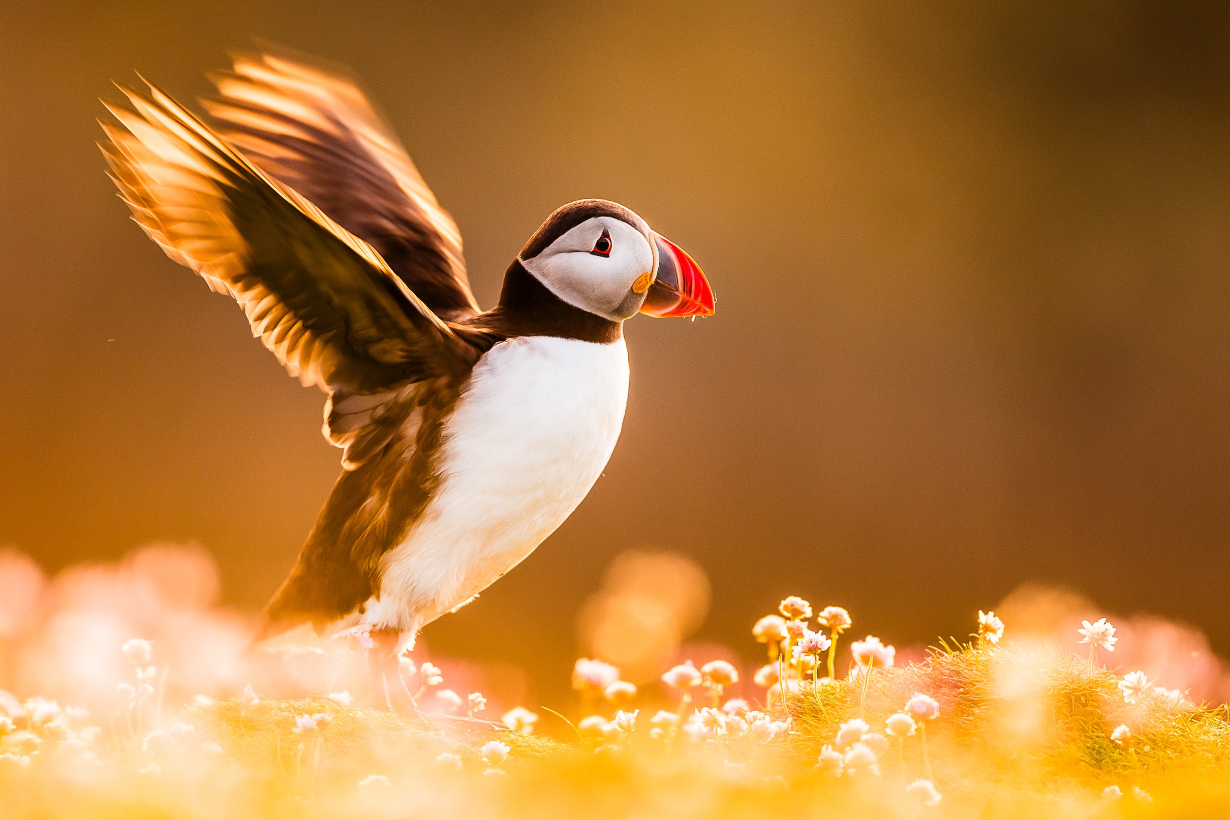 Puffins Life On The Atlantic Edge-69.jpg