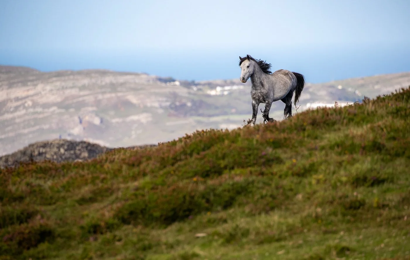 Wales horse 2.jpg