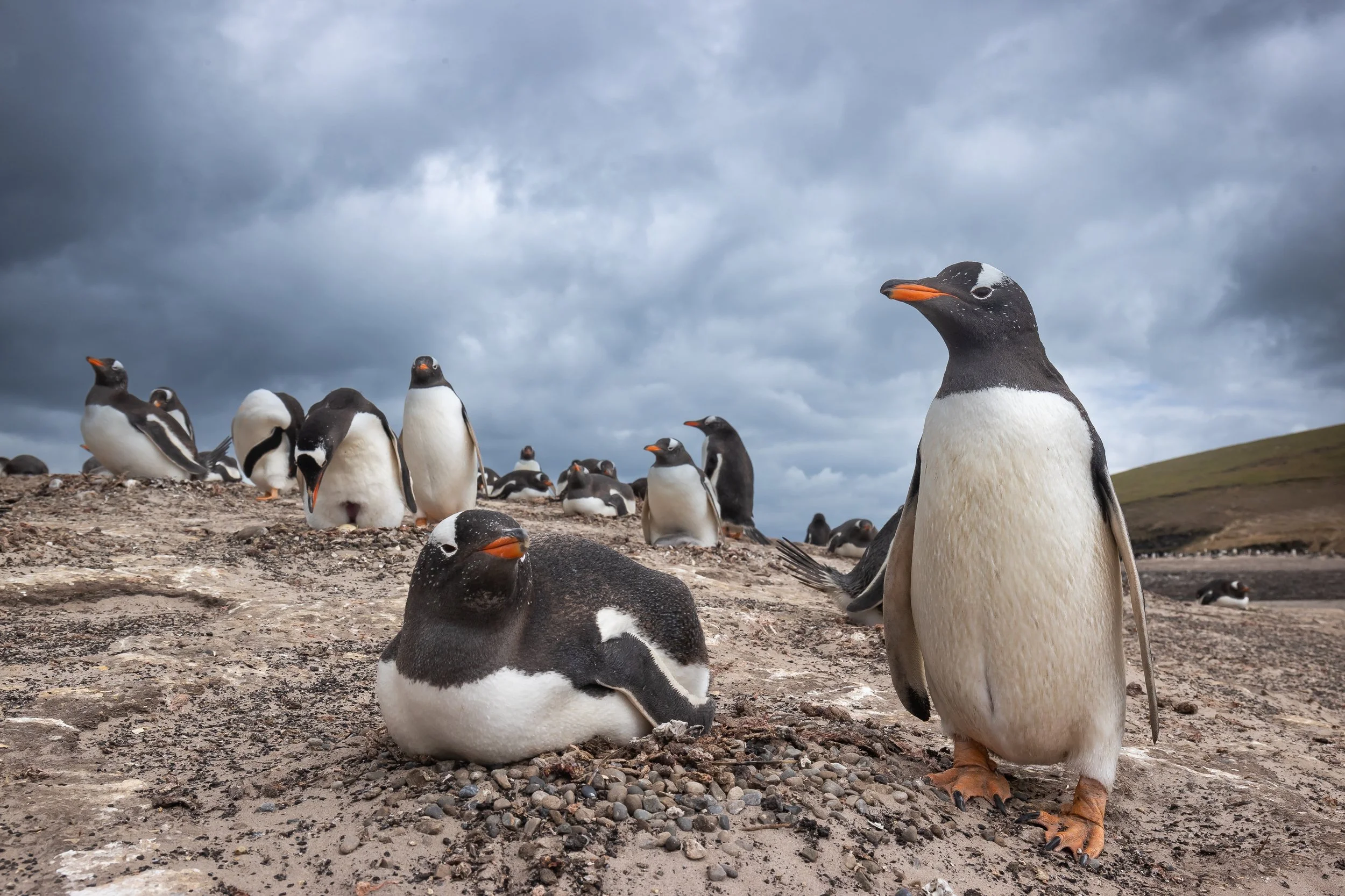 Falklands - Gentoo-14.jpg