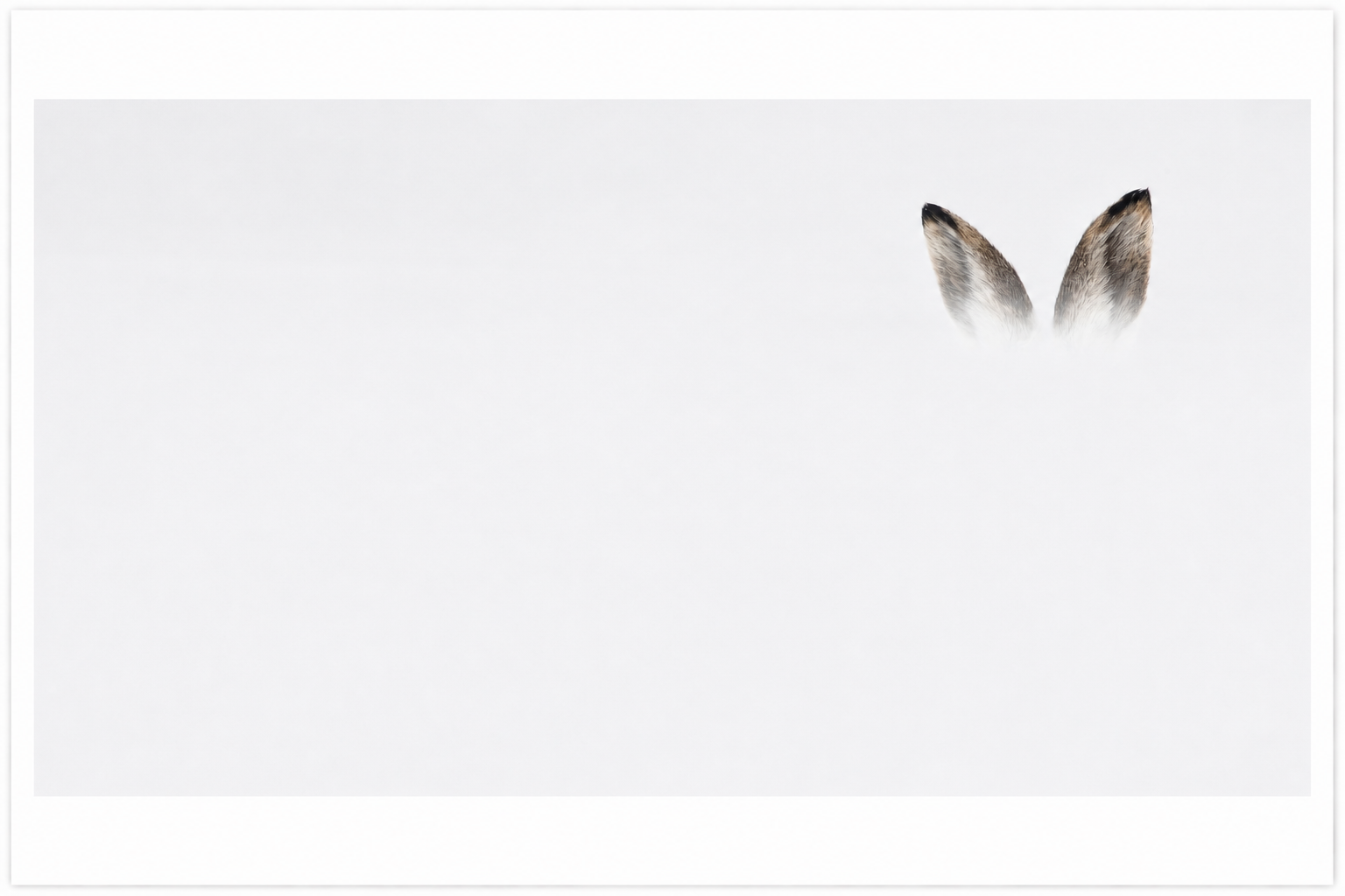 Ears