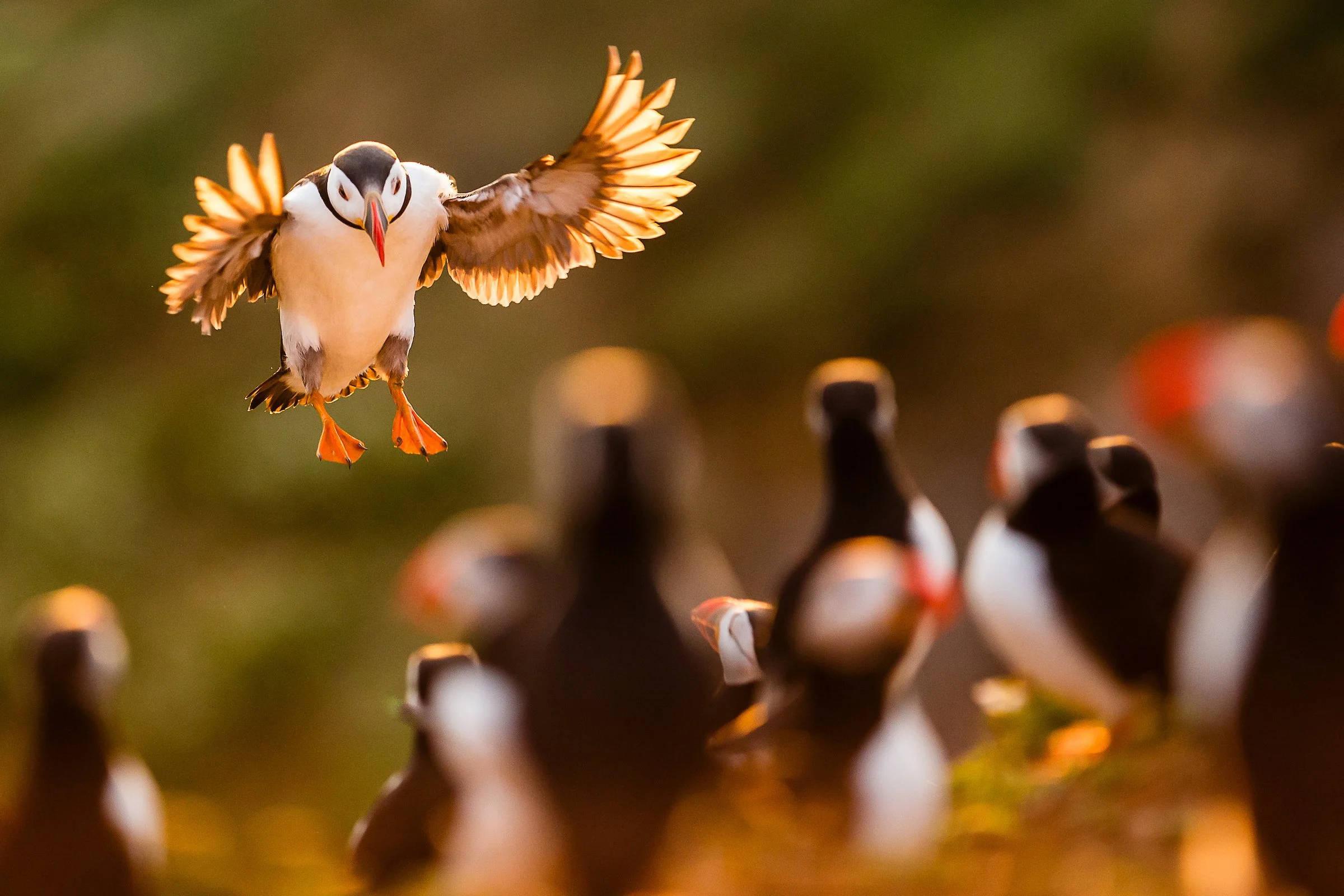 Puffins Life On The Atlantic Edge-17-2.jpg