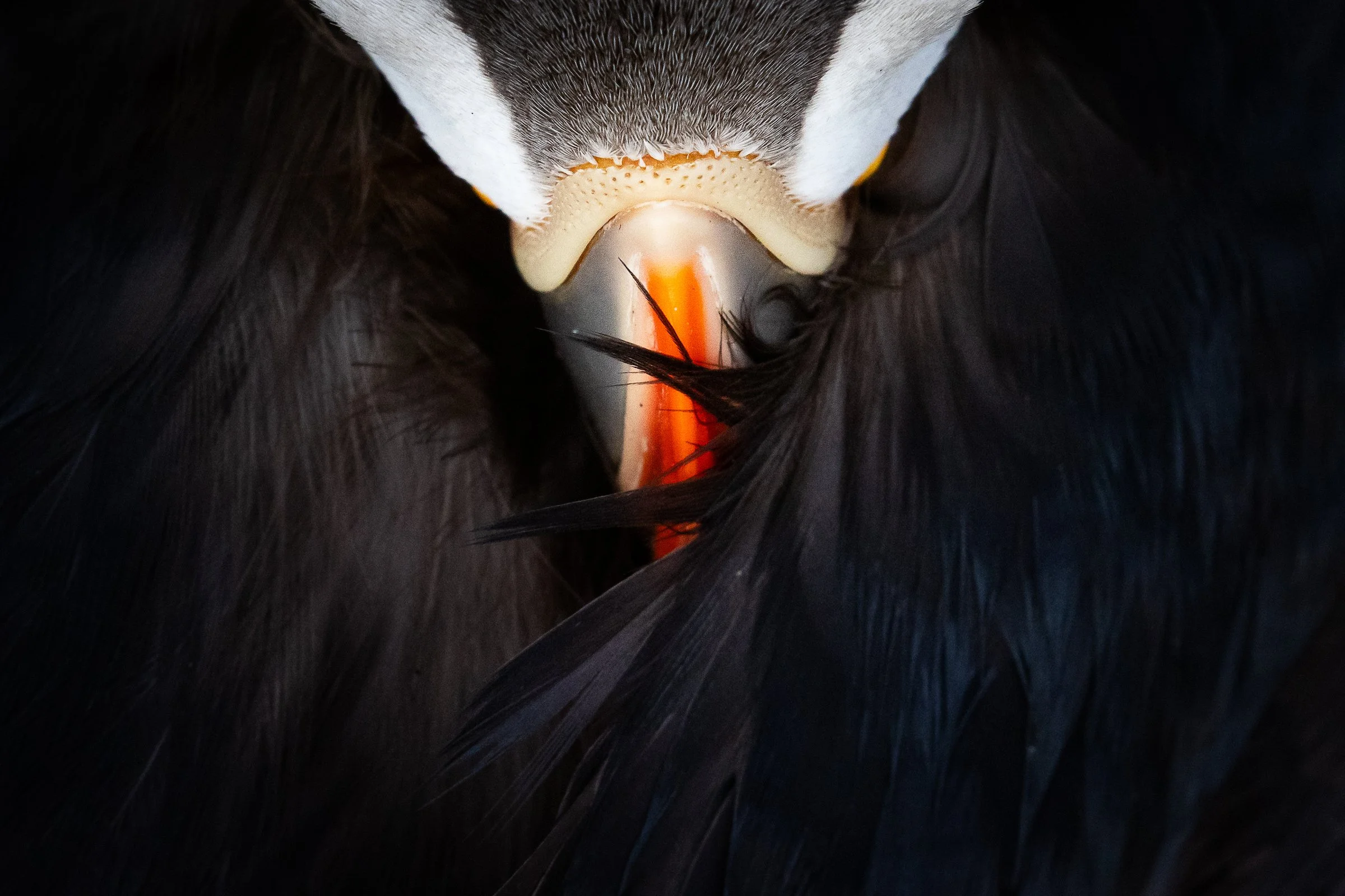 Puffins Life On The Atlantic Edge-1-7.jpg