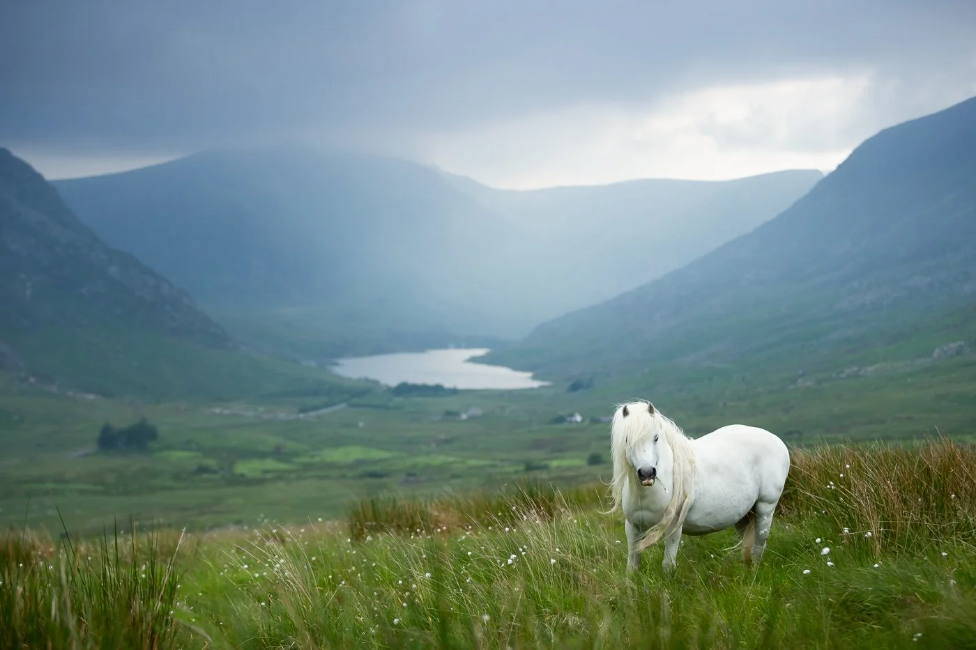Carneddau Pony-4.jpg