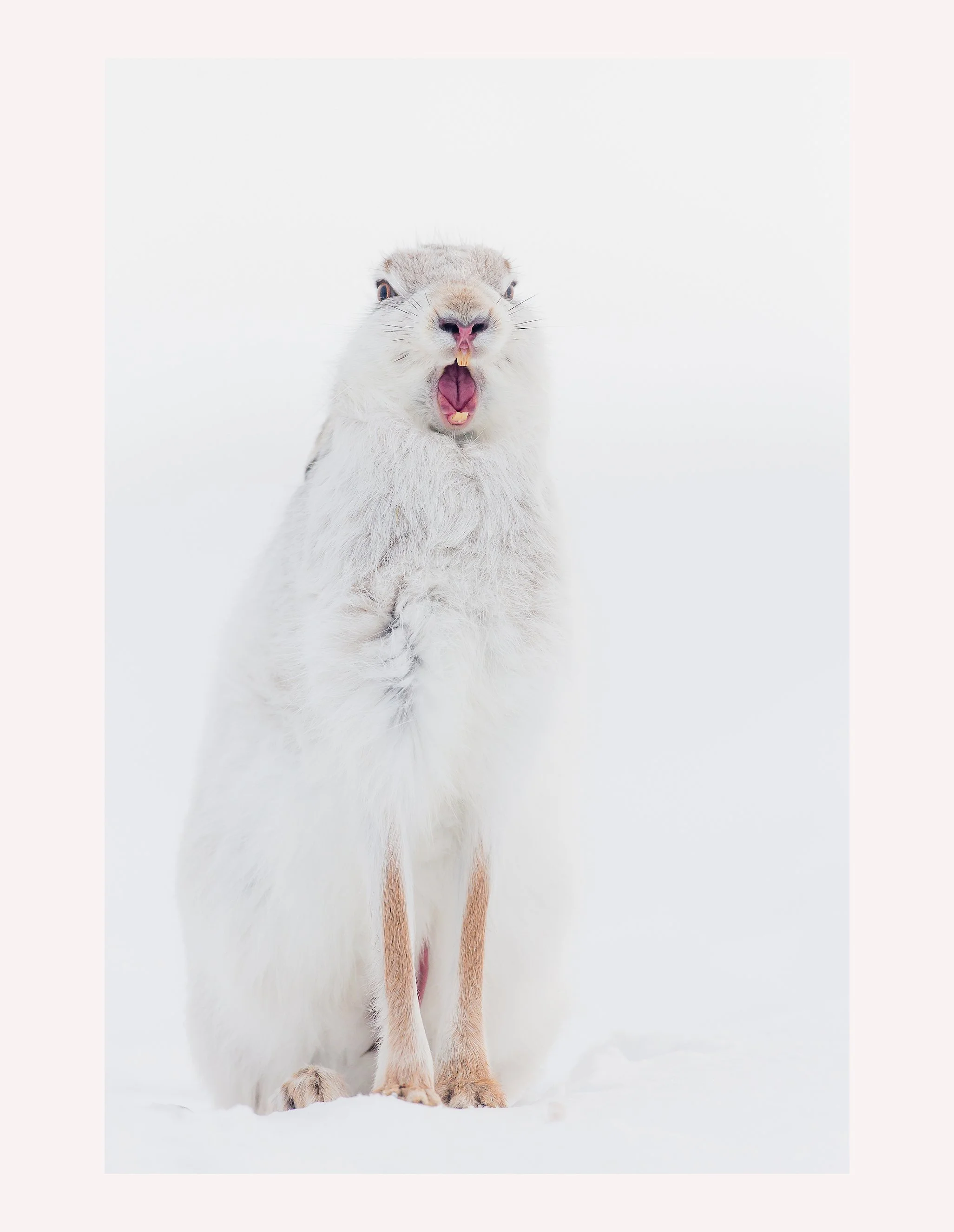 Yawn Border.jpg