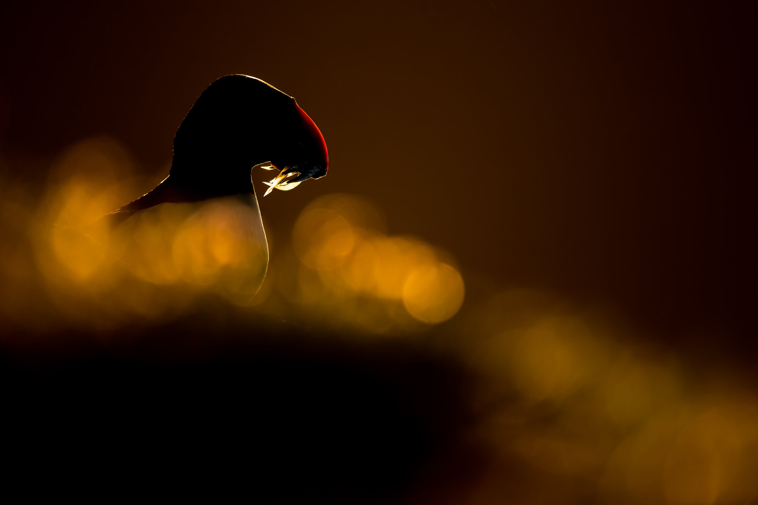 Puffins Life On The Atlantic Edge-19.jpg