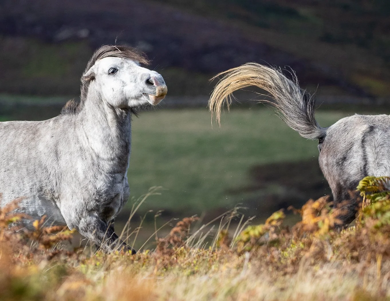 Wales horse 3.jpg